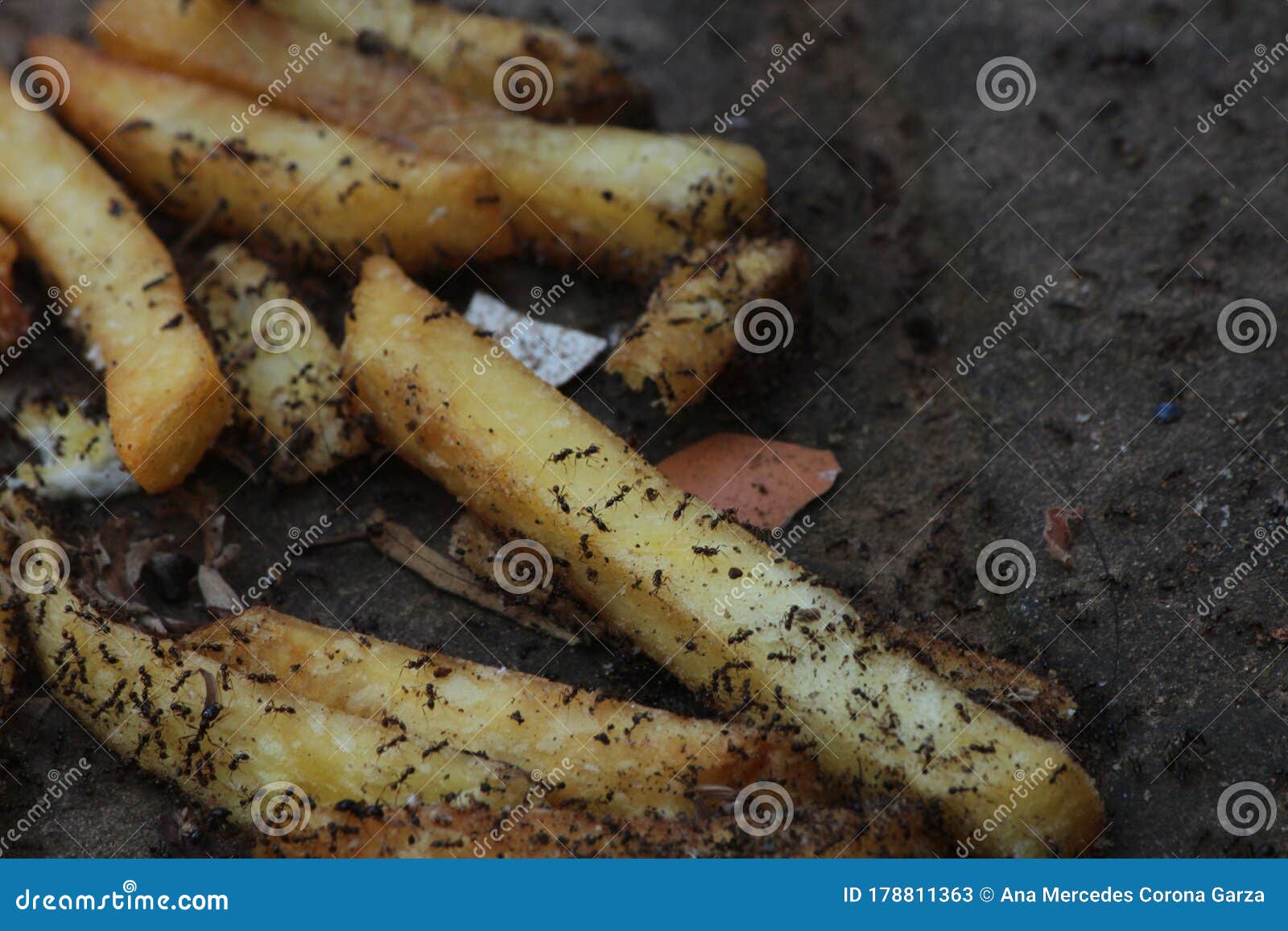 ants swarming and eating some french fries