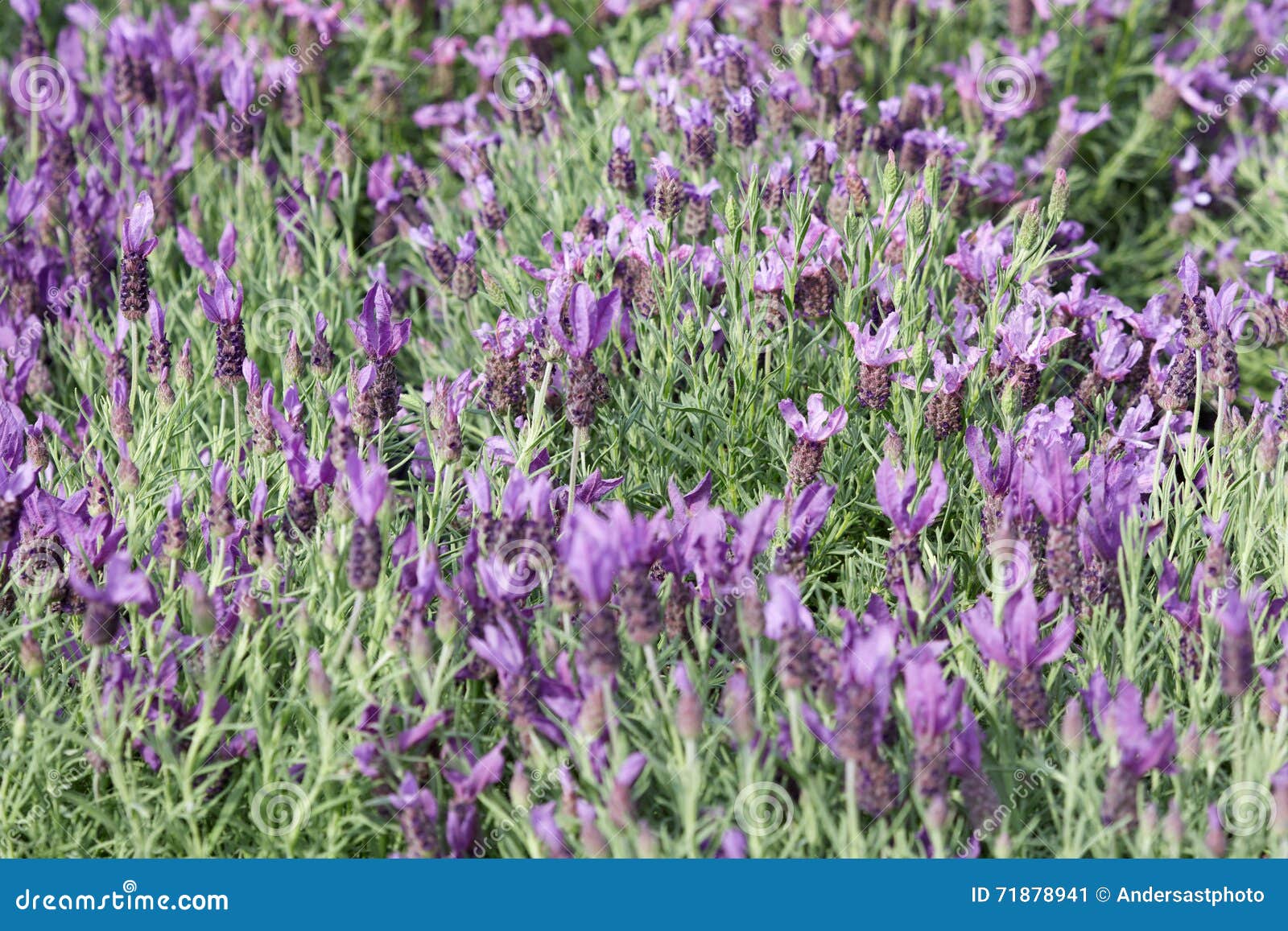 French Lavender, Lavandula Stoechas Background Stock Image - Image of