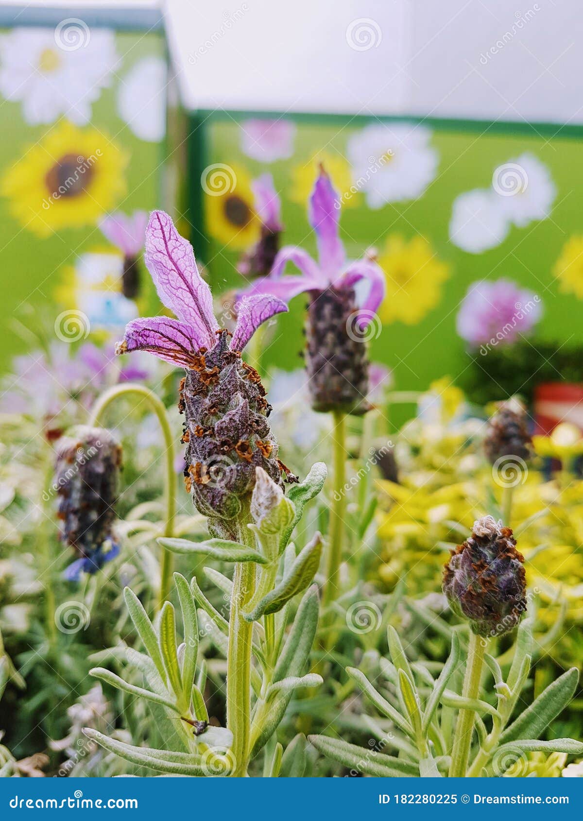 French Lavender in Surrey stock image. Image of flowers 182280225