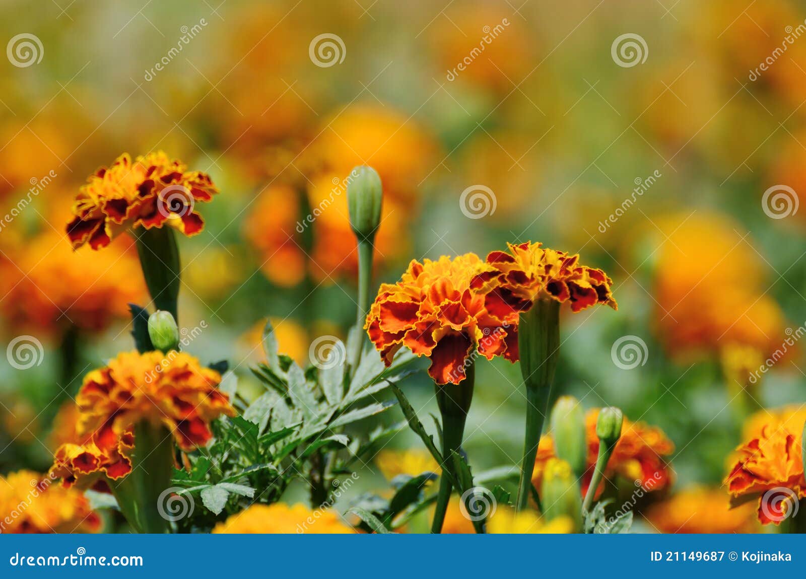 French Marigold stock image. Image of garden, green, vibrant - 21149687