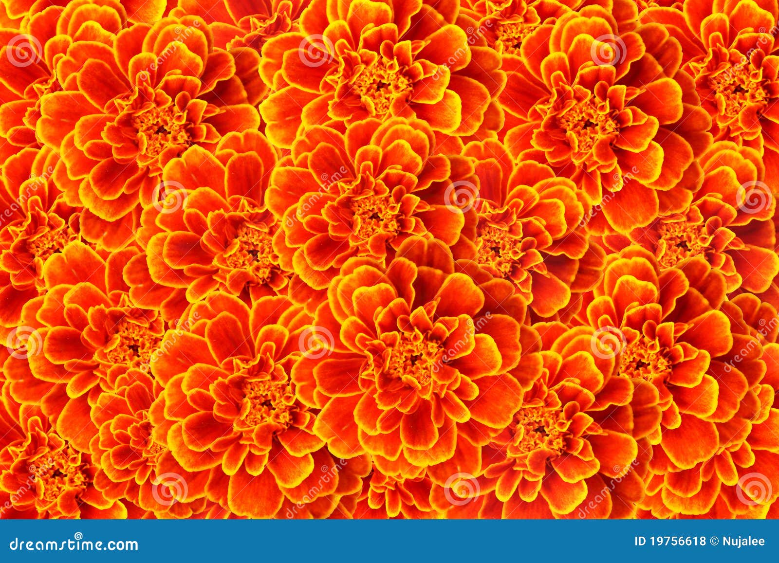 French Marigold Background Royalty Free Stock Photos - Image: 19756618