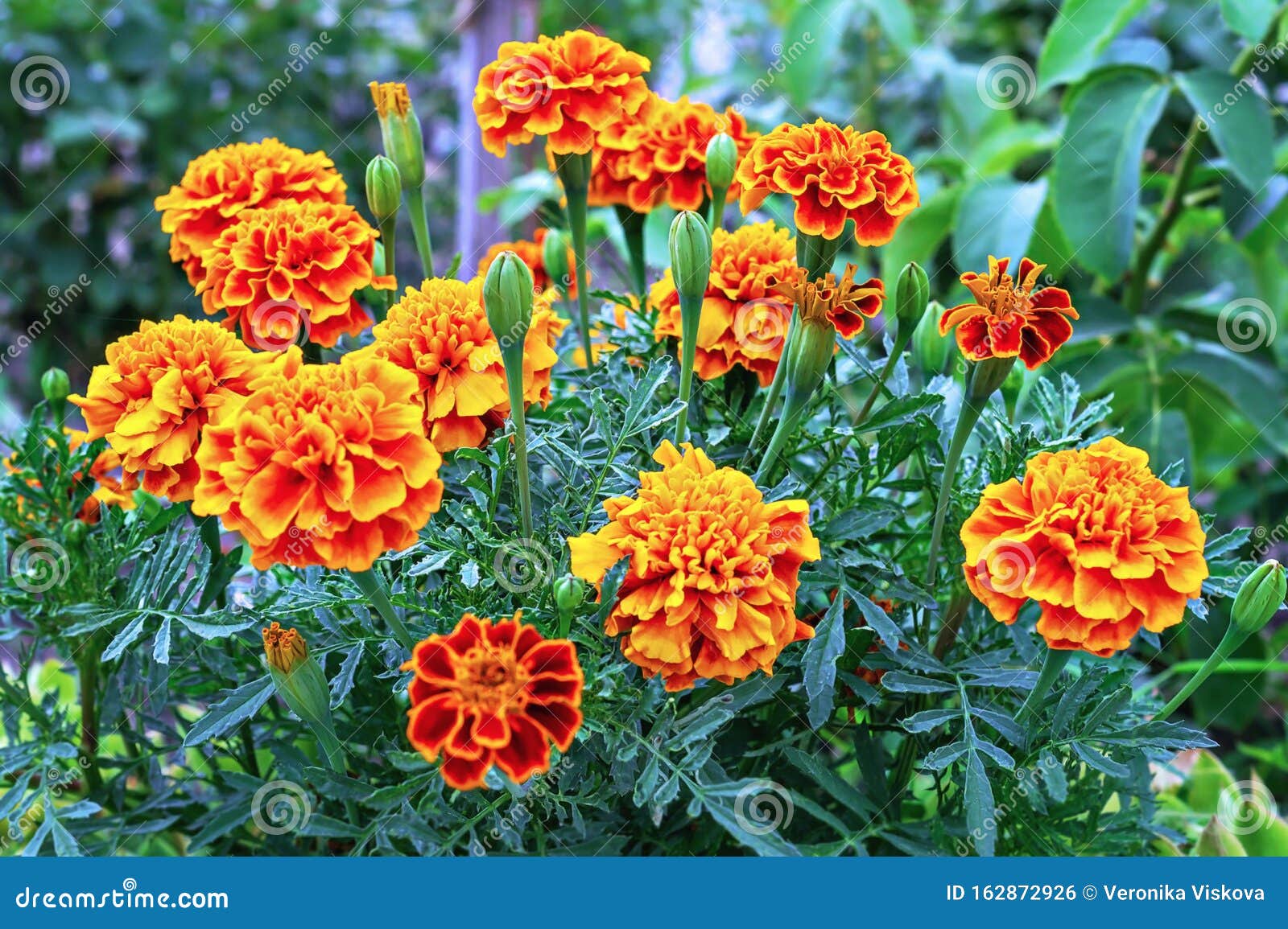 French Marigold`s Golden Flowers, Tagetes Patula. Tagetes Garden
