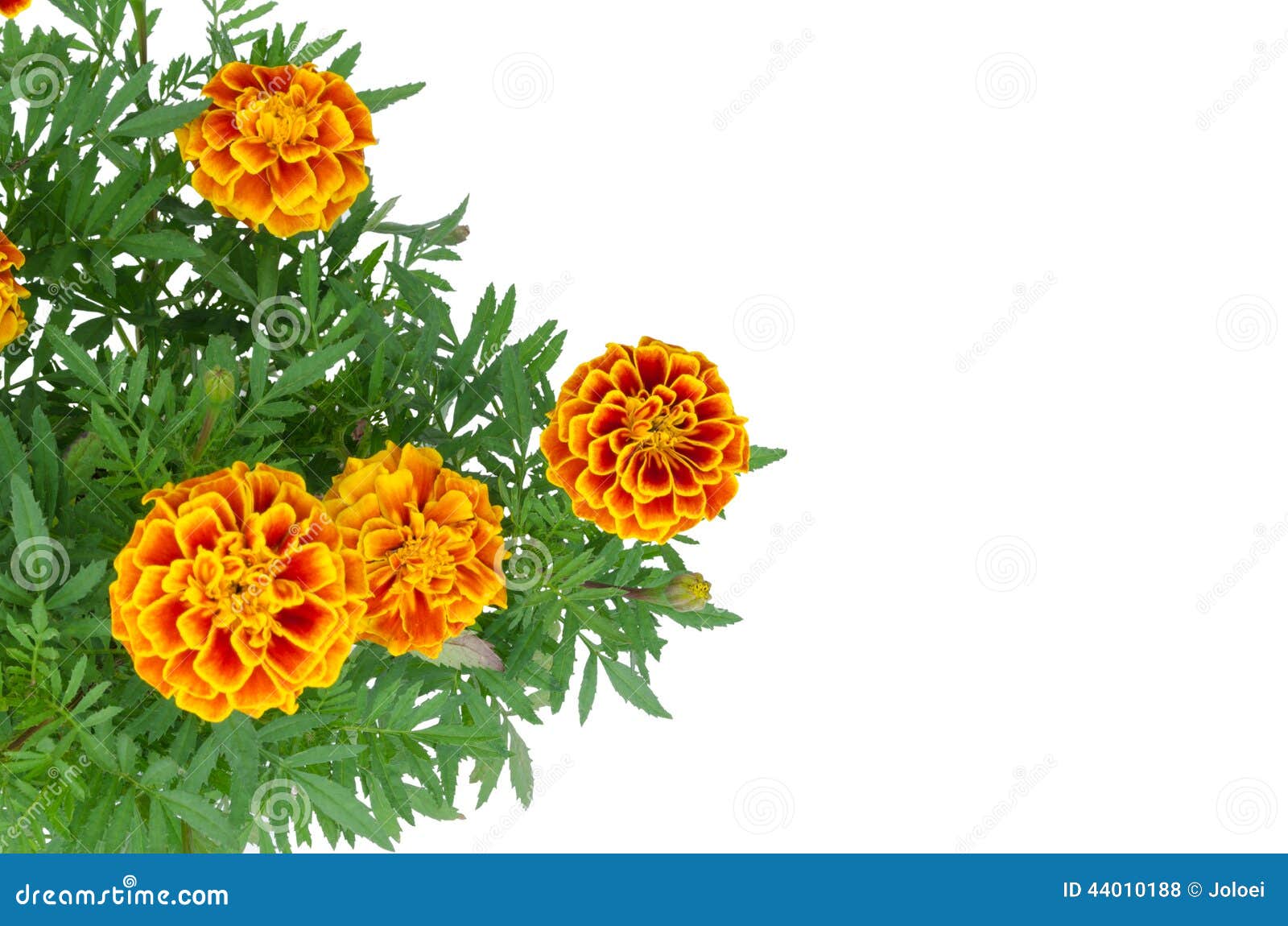 French Marigolds blooming on tree isolated on white background