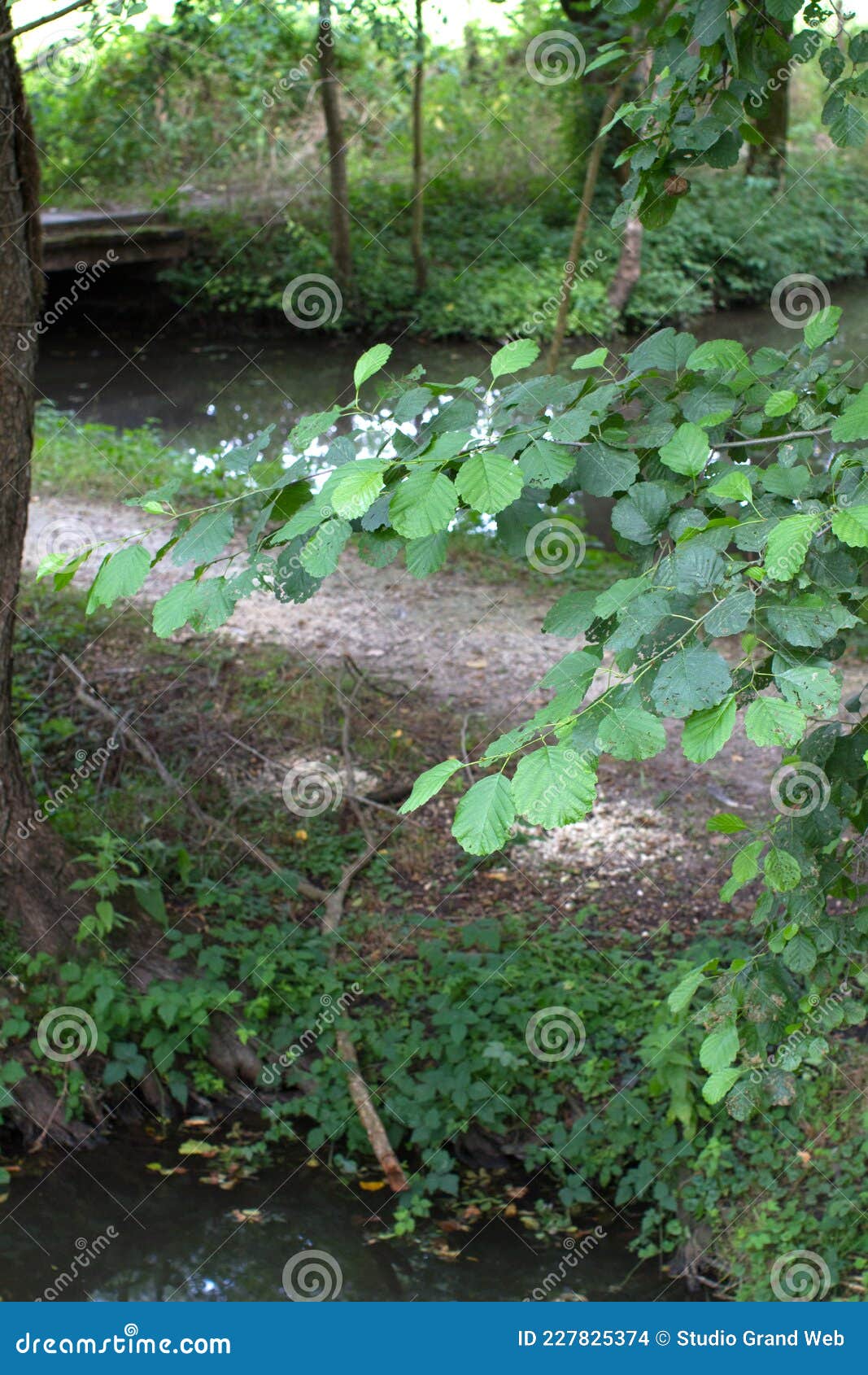French Marsh with Water of the Canal with Nature Forefront Stock Photo