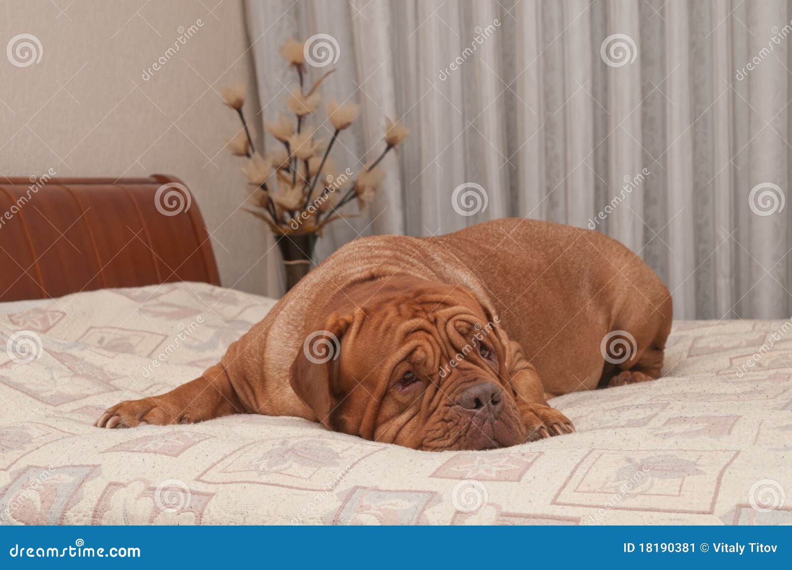 bed mastiff