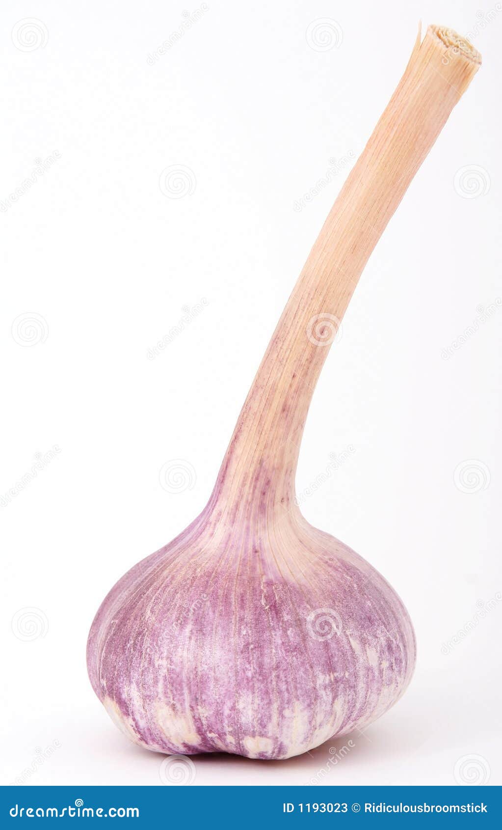 French onion garlic stock image. Image of closeup, fresh 1193023