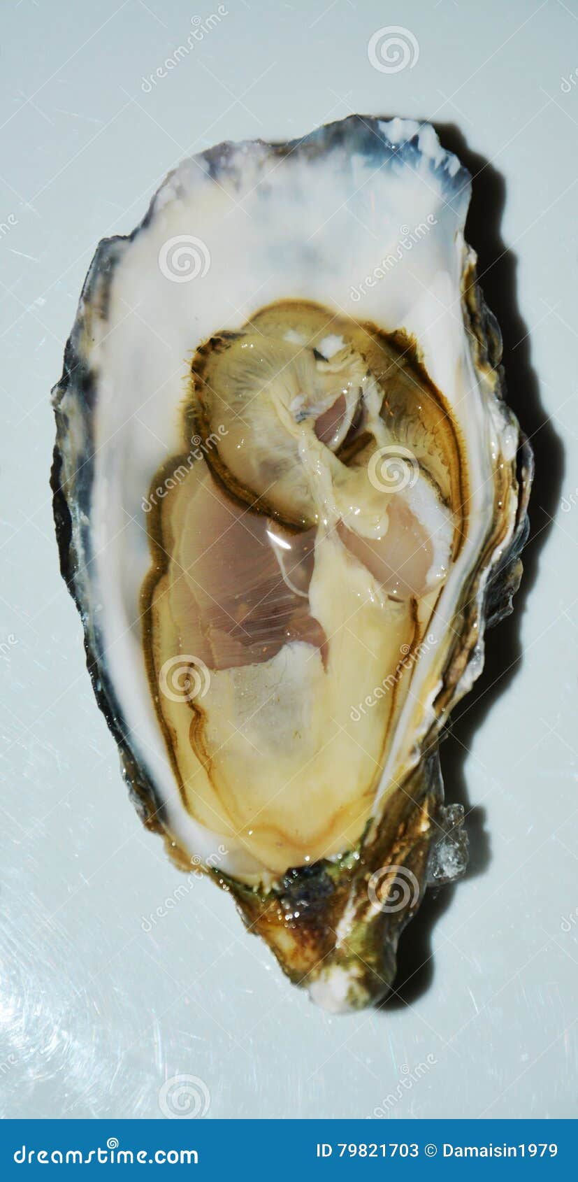 French oyster, isolated stock image. Image of restaurant 79821703