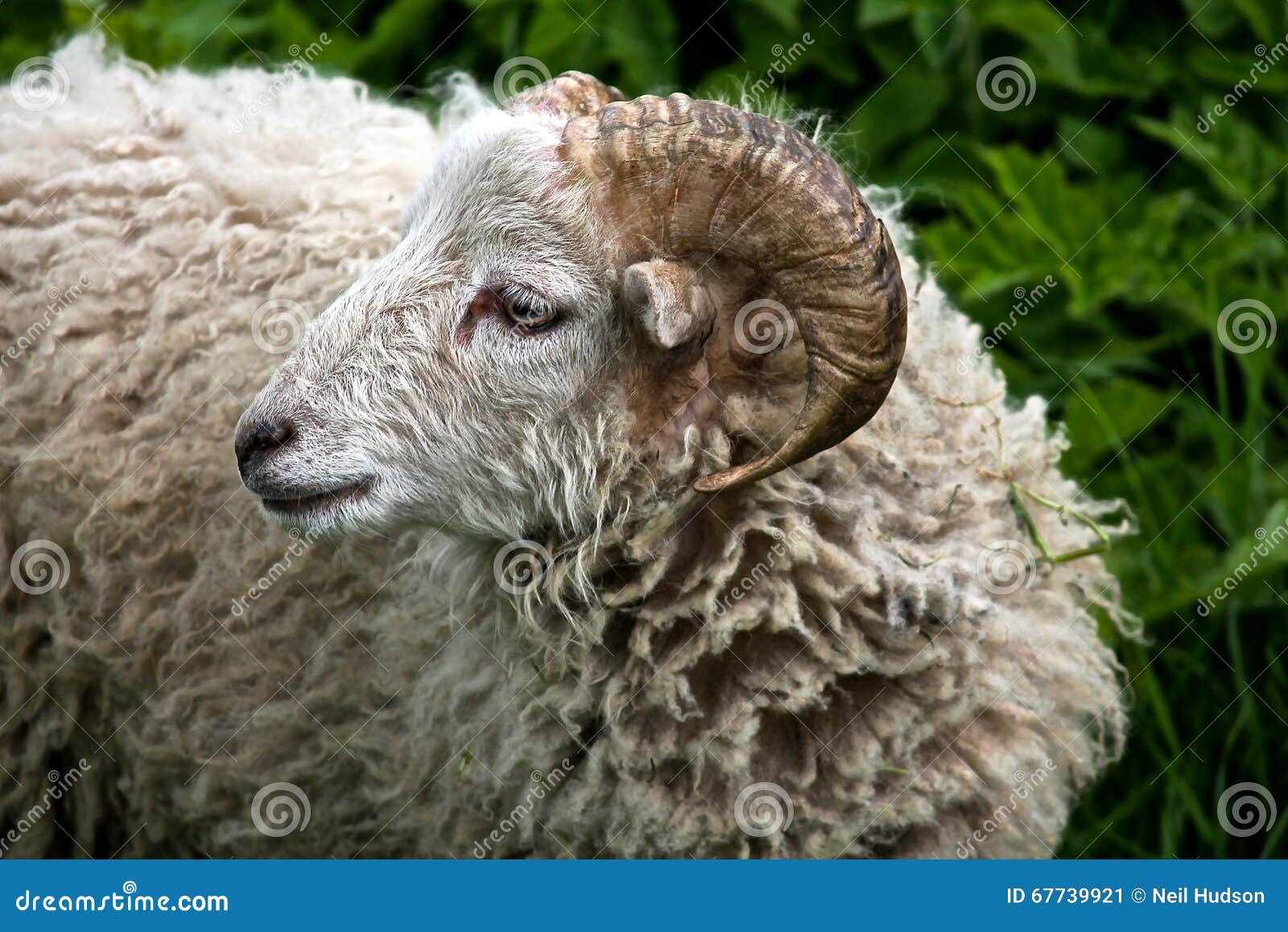 French Ram stock image. Image of close, sheep, woolnhornsnwhite 67739921