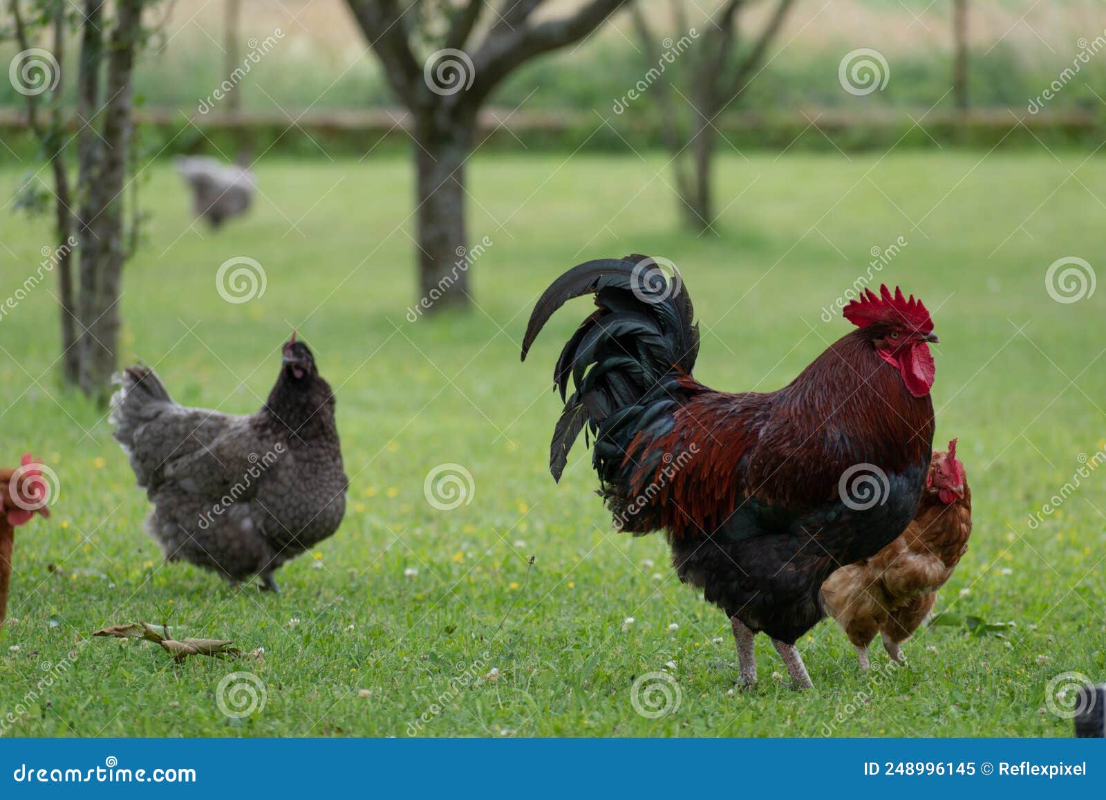 French Rooster and Chickens in Farm Stock Image Image of rural