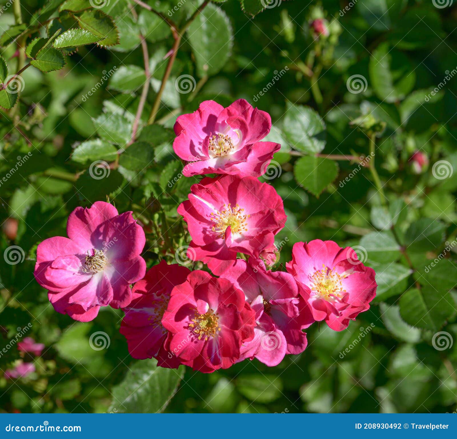 french rose rosa gallica