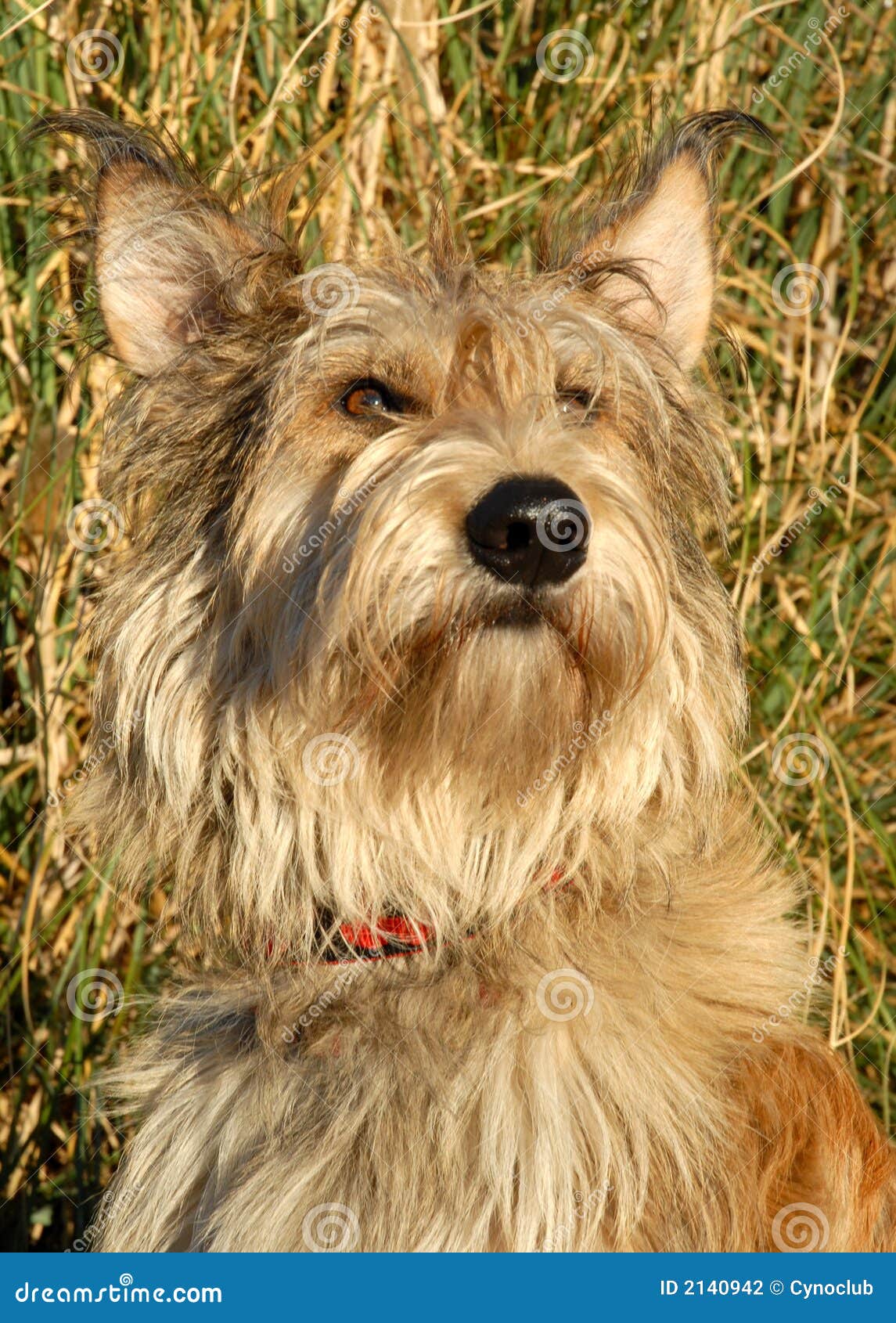 French shepherd stock photo. Image of puppies, picard 2140942