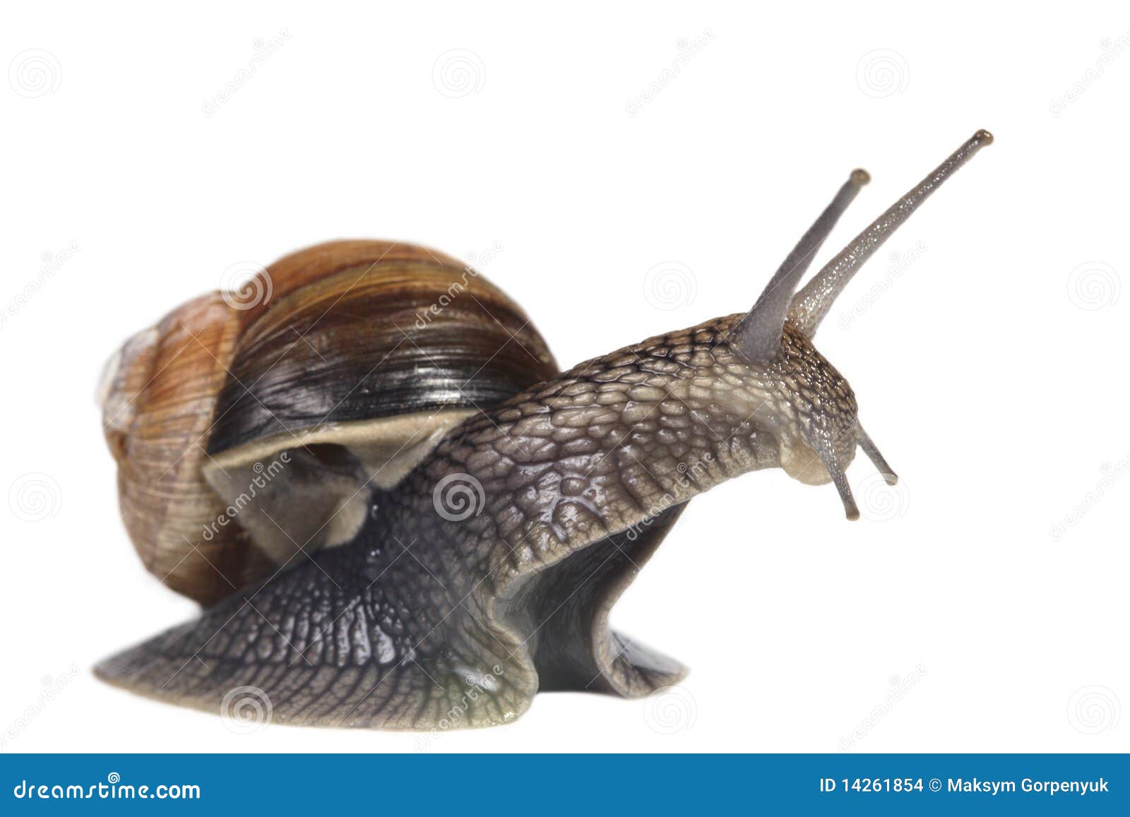 French snail stock photo. Image of closeup, biology, nature 14261854
