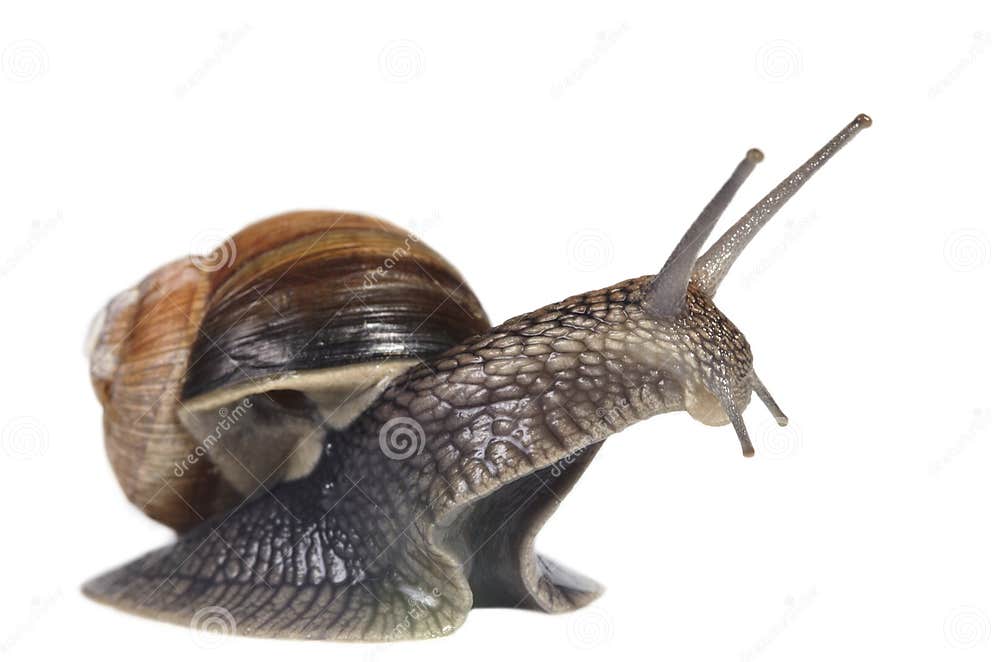 French snail stock photo. Image of closeup, biology, nature 14261854