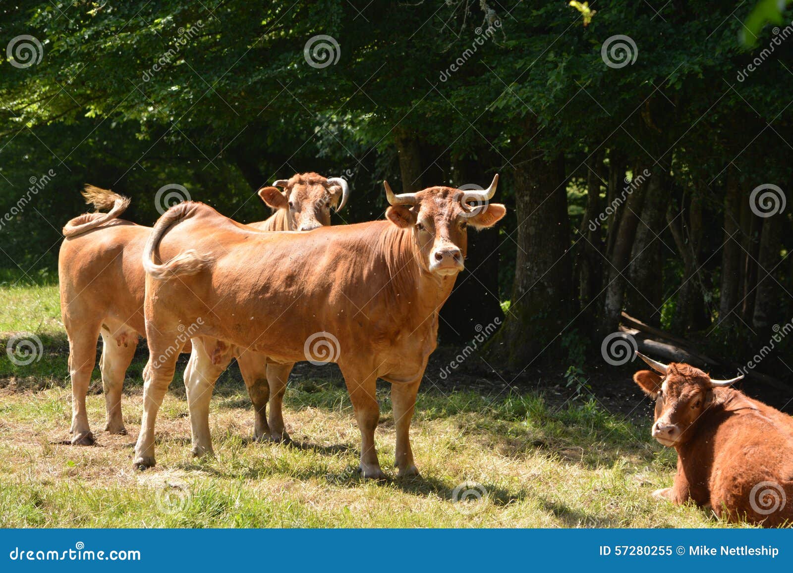French Tarentaise Dairy Cattle Stock Image Image of animals, french