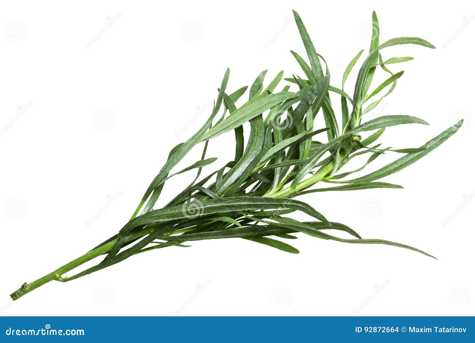 French Tarragon Artemisia Dracunculus, Paths Stock Photo Image of