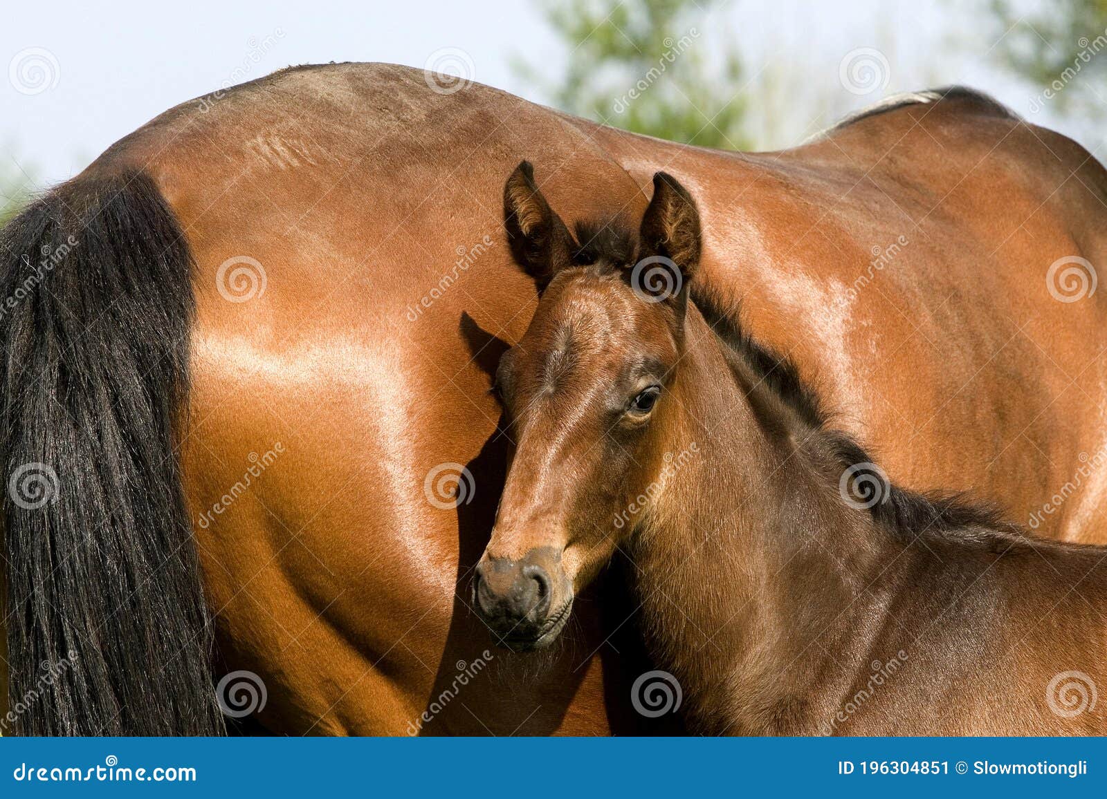 french trotter horse, mare with foal, normandy
