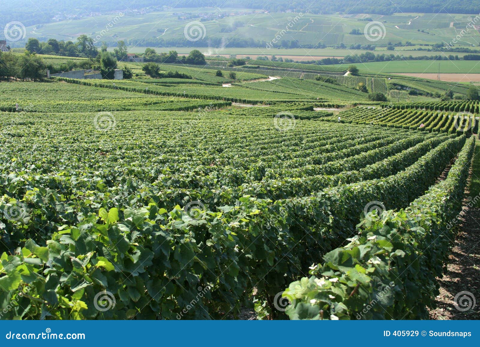 French Vineyard Royalty Free Stock Images Image 405929