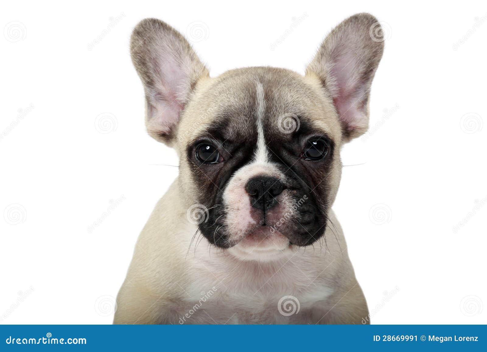 Frenchie Welpe stockbild. Bild von hund, welpe, weiß 28669991