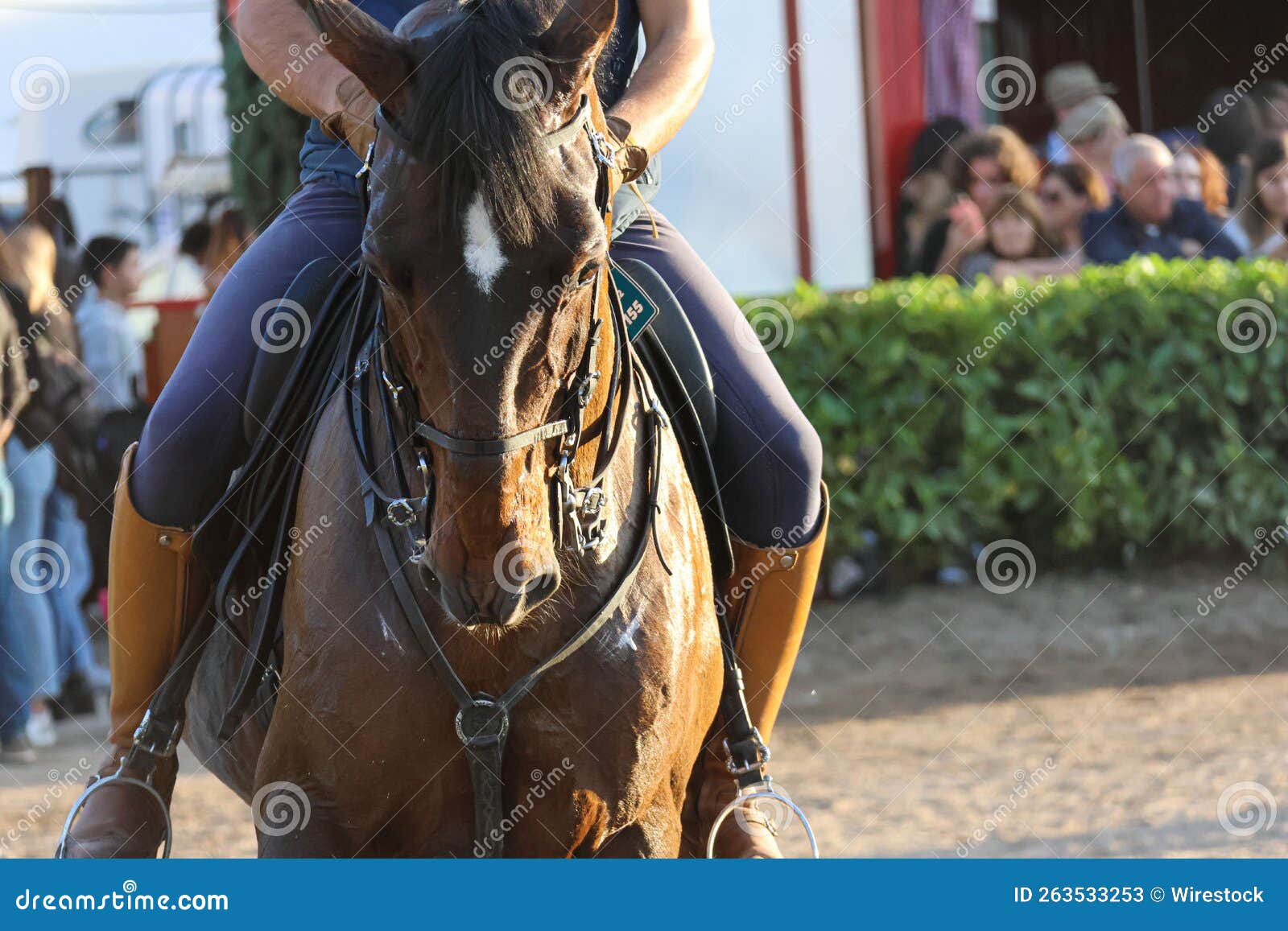 Cavalo Está Sentado Na Frente De Um Fundo Escuro, Fotos De Cavalos A Venda  Imagem de plano de fundo para download gratuito