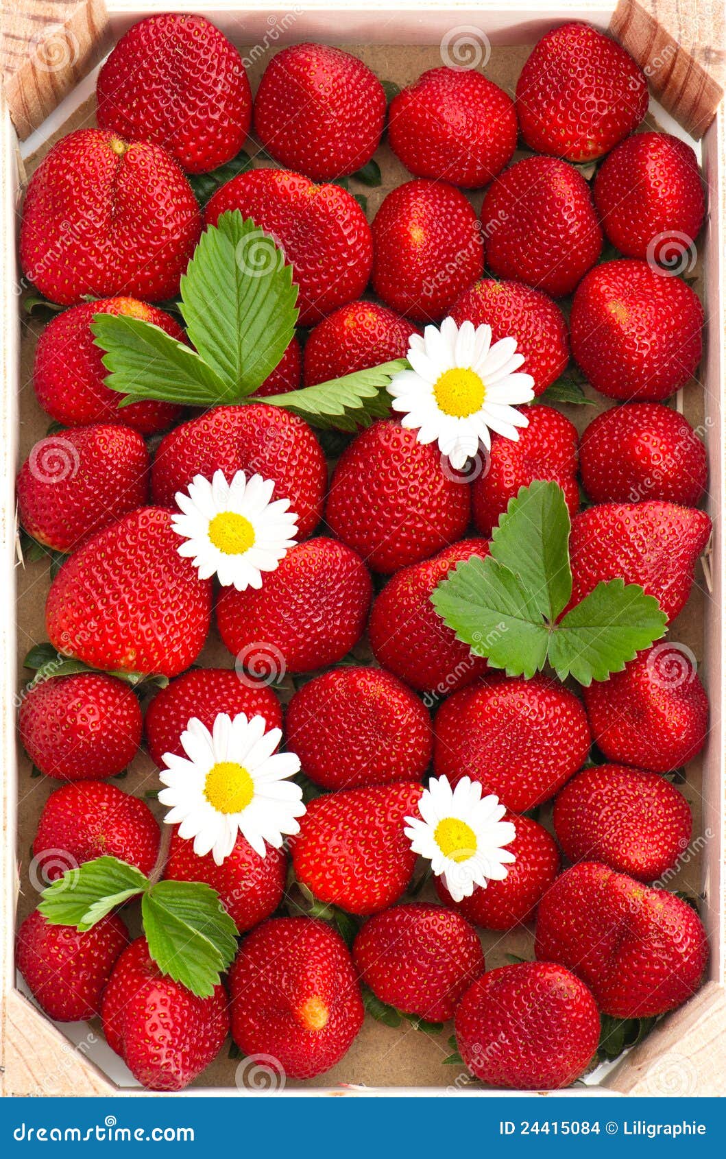 Fresas Frescas Con Las Flores De La Margarita Foto de archivo - Imagen de  verano, macro: 24415084