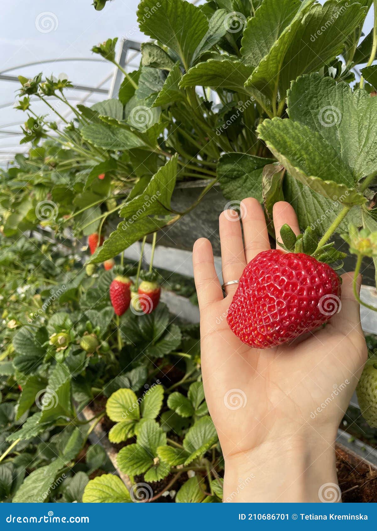 Fresas Frescas Orgánicas Maduras Cultivadas En Granja De Fresas En  Invernadero. Un Método Moderno De Crecimiento Vertical En La Ag Imagen de  archivo - Imagen de planta, postre: 210686701