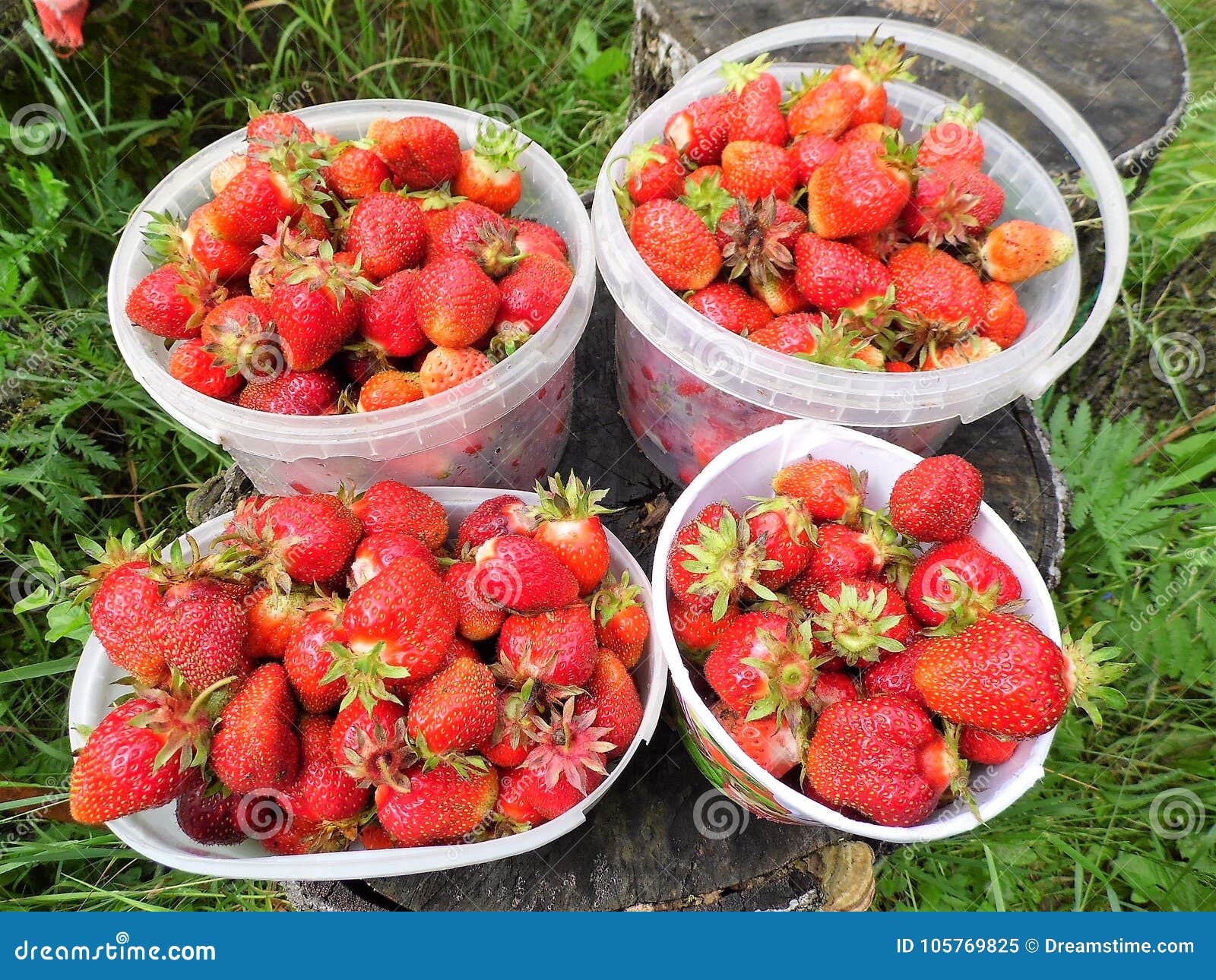 Fresas recientemente escogidas La nueva cosecha. Comida ambiental, limpia producida con sus propias manos en el jardín