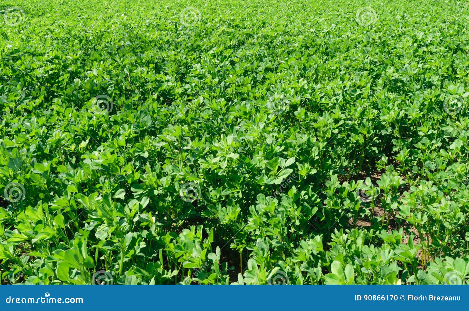 Fresh Alfalfa Lucerne Field in Springtime Stock Photo Image of