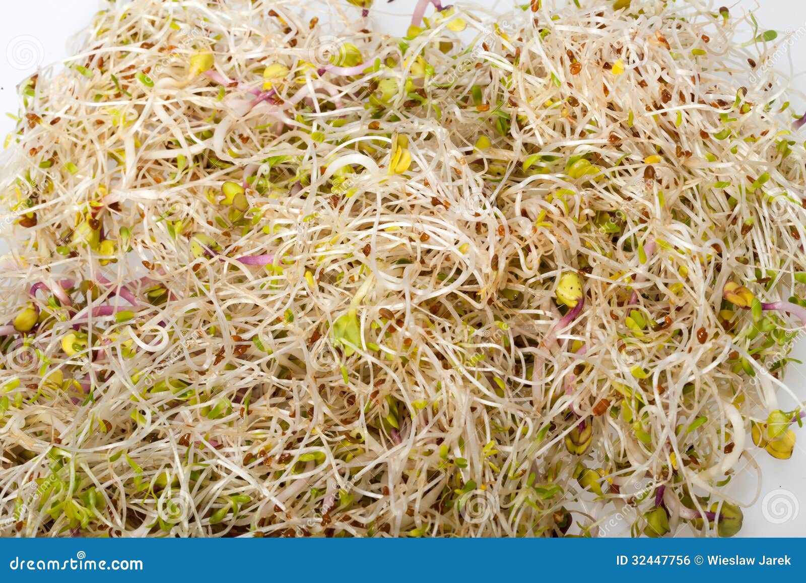 Fresh alfalfa sprout stock photo. Image of macrobiotic 32447756