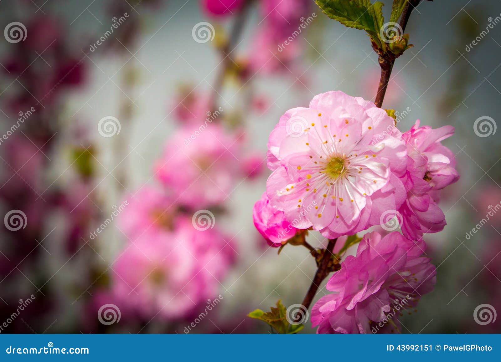 Fresh Almond Blossom in the Spring Stock Image - Image of summer ...