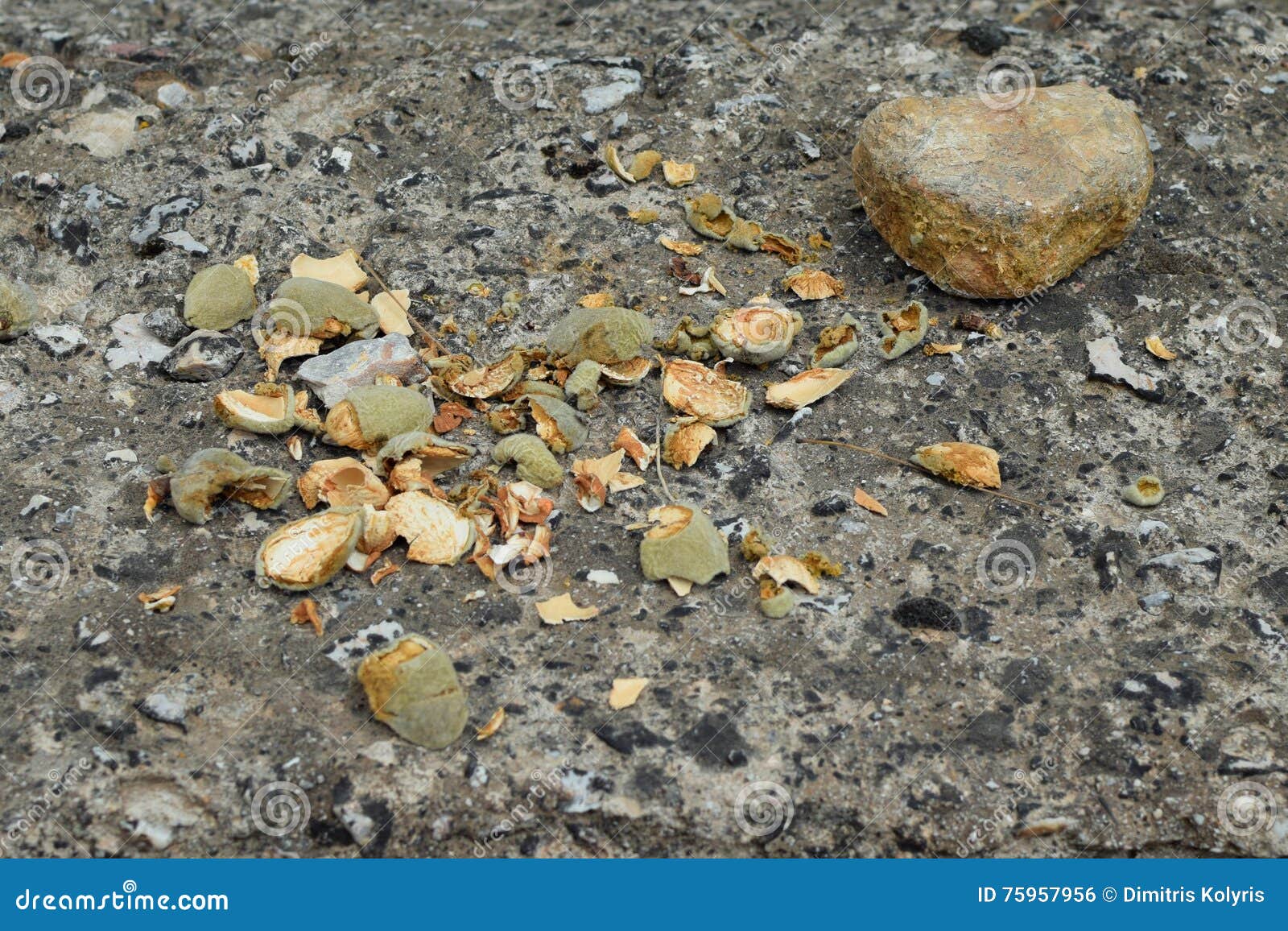 Fresh almond broken shells stock photo. Image of nutshell 75957956
