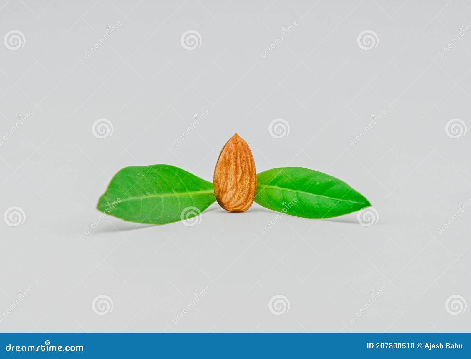FRESH ALMOND with GREEN LEAF Stock Photo Image of isolated, macro