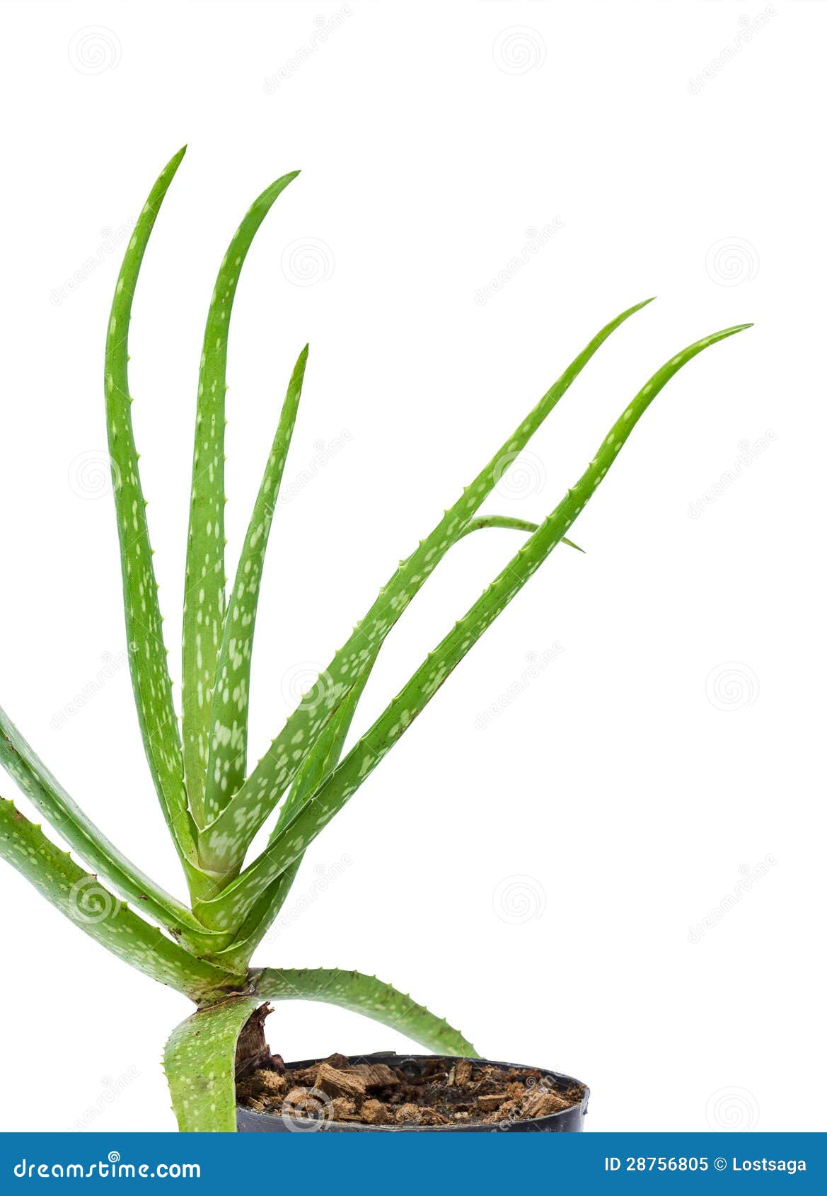 Fresh aloe vera herb stock image. Image of care, nature 28756805