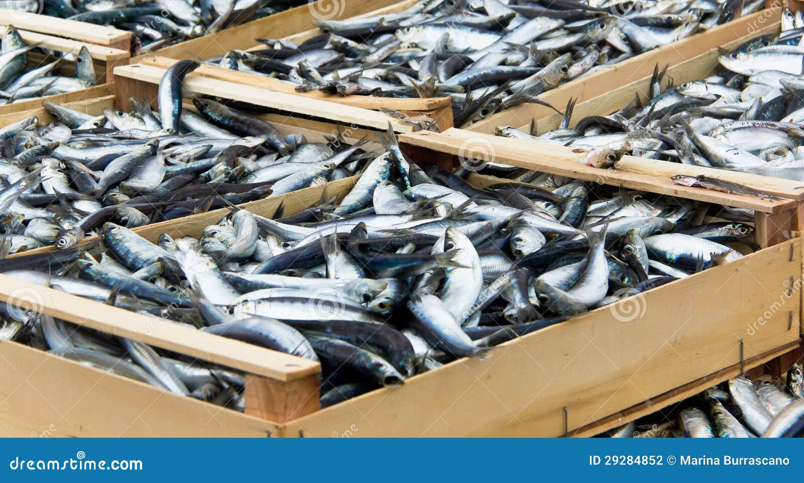 Fresh anchovies stock photo. Image of fish, freshness 29284852