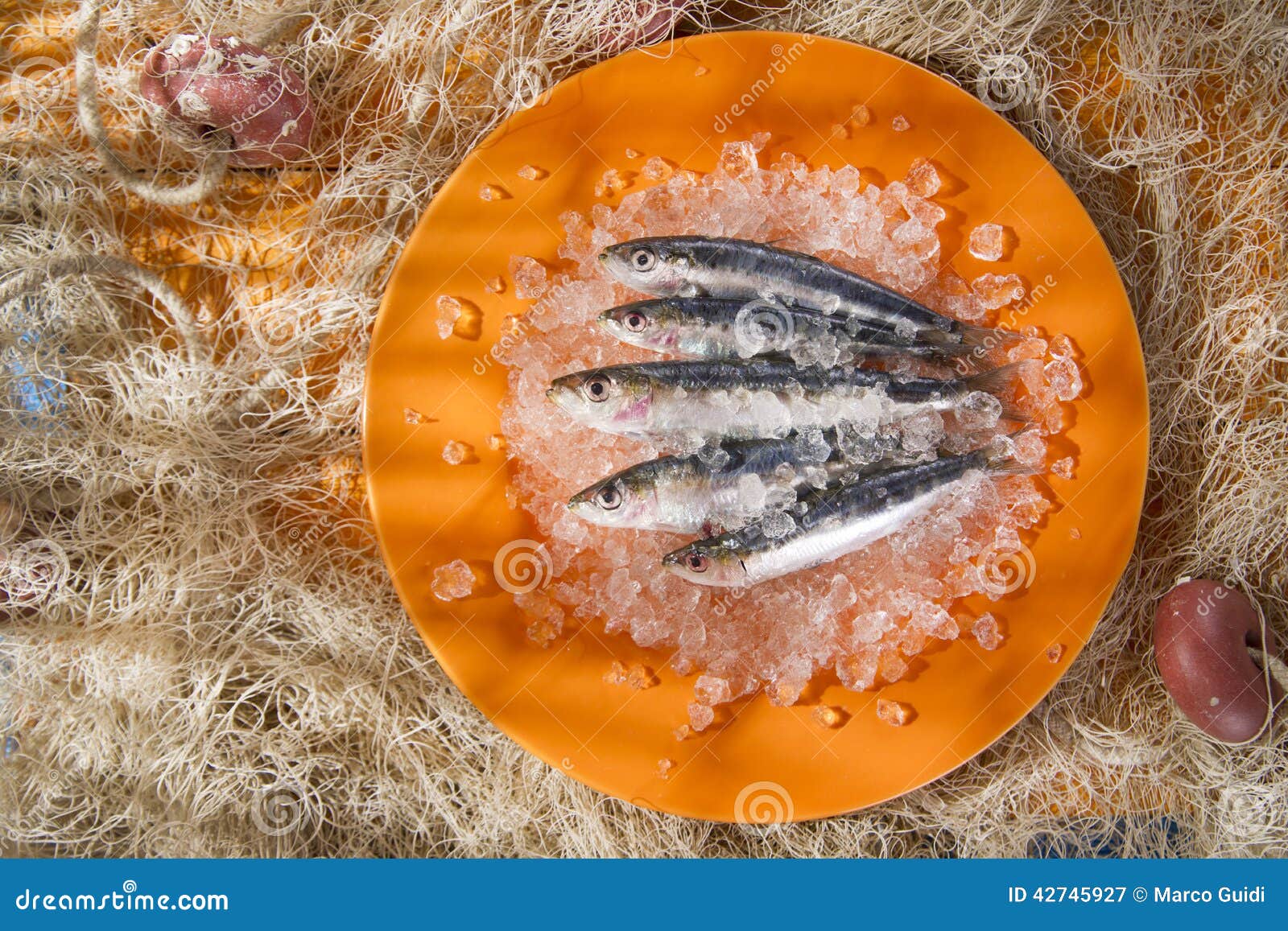 Fresh Anchovies on a Bed of Ice Stock Image Image of salt, preserves