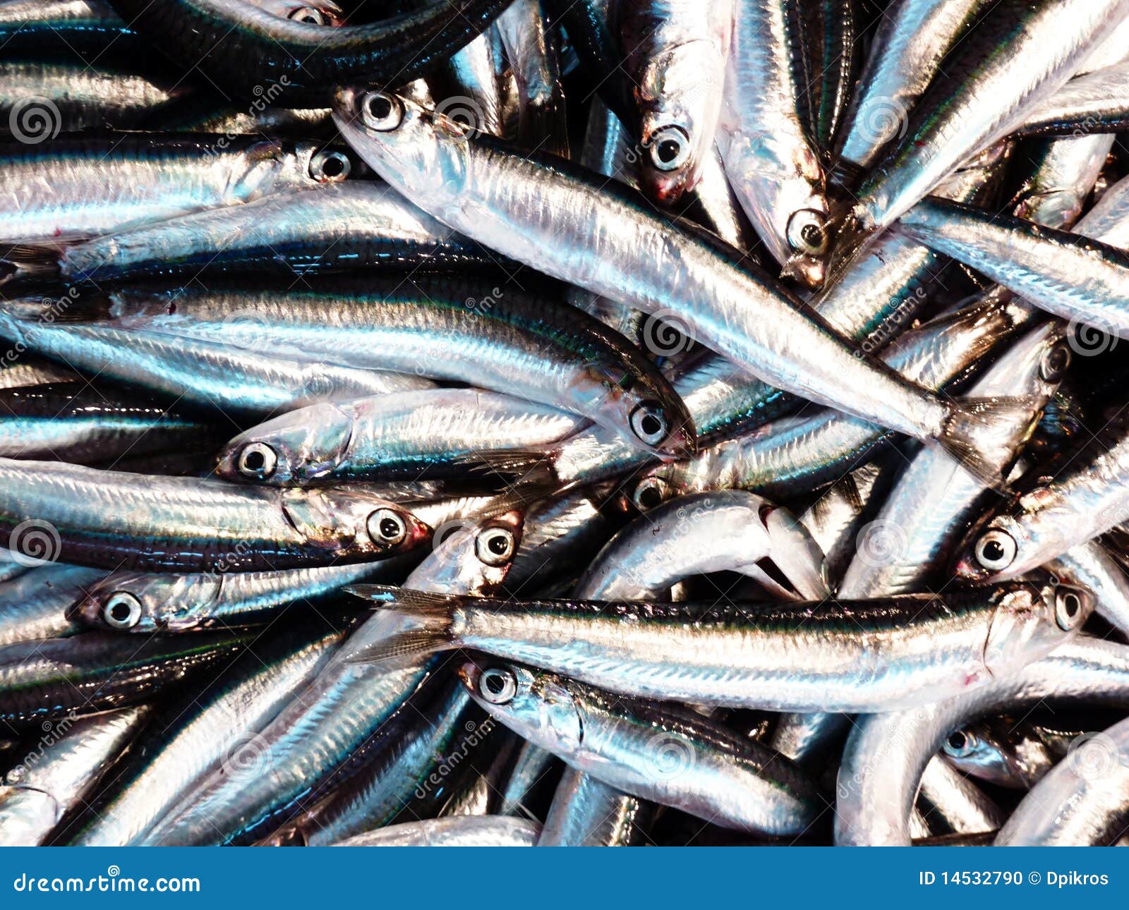 Fresh anchovies closeup stock photo. Image of fishery 14532790