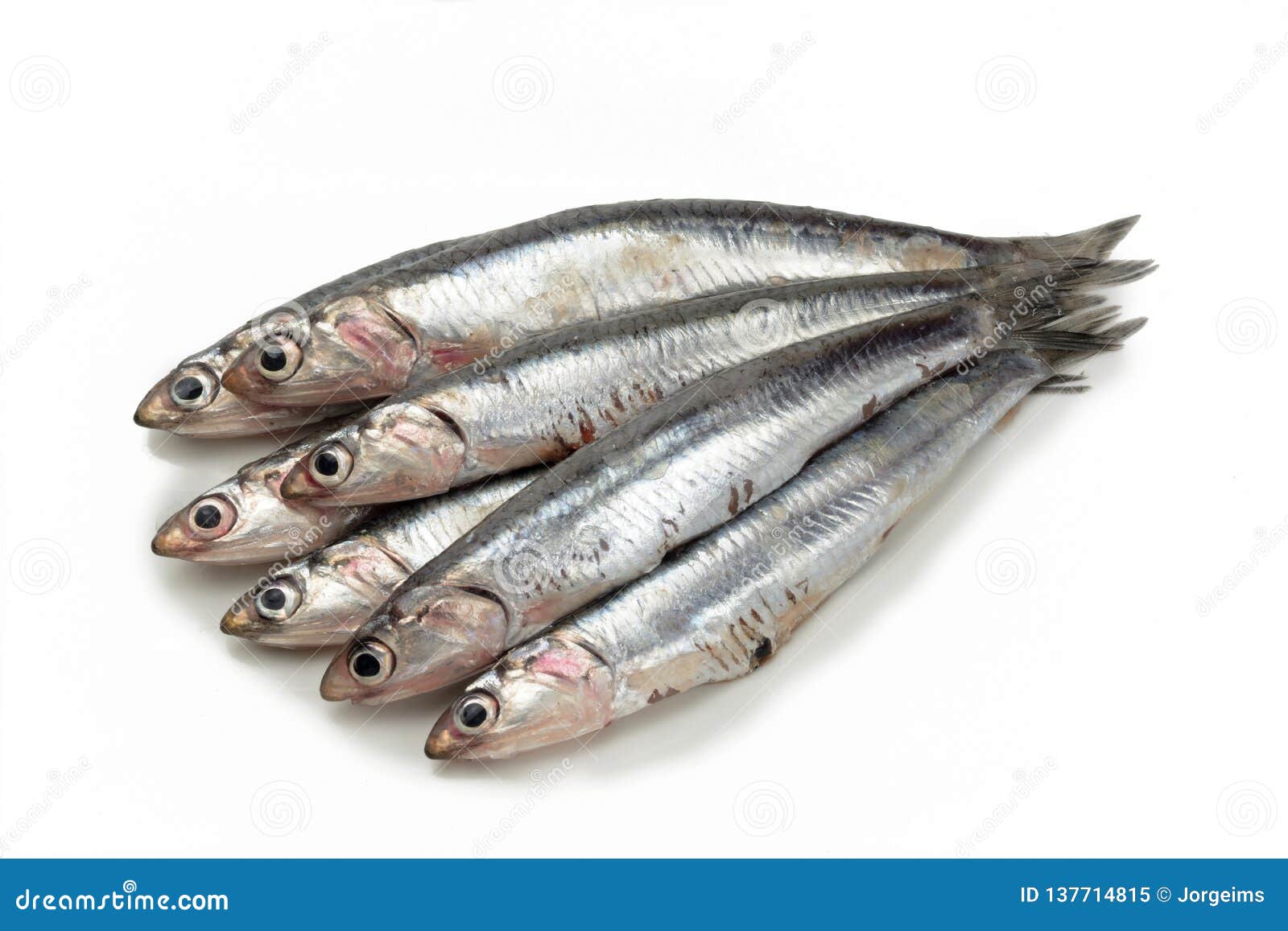Fresh anchovies stock image. Image of white, fish, anchovies 137714815