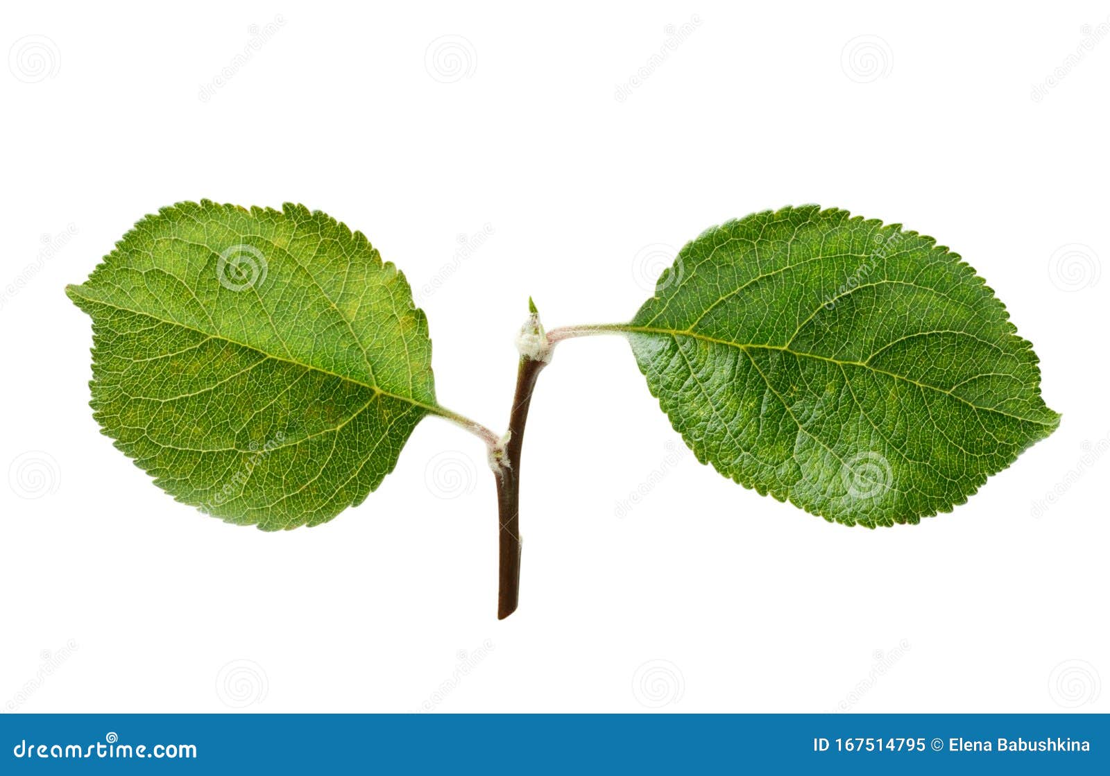 Steam and leaf фото 19