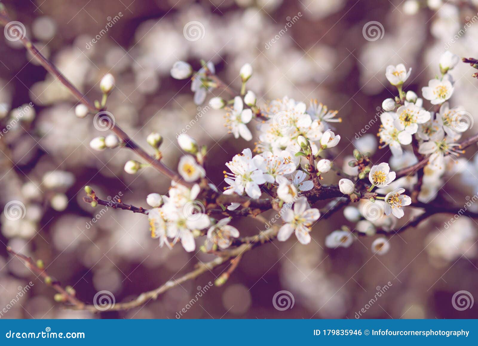 fresh apple tree blossom in spring