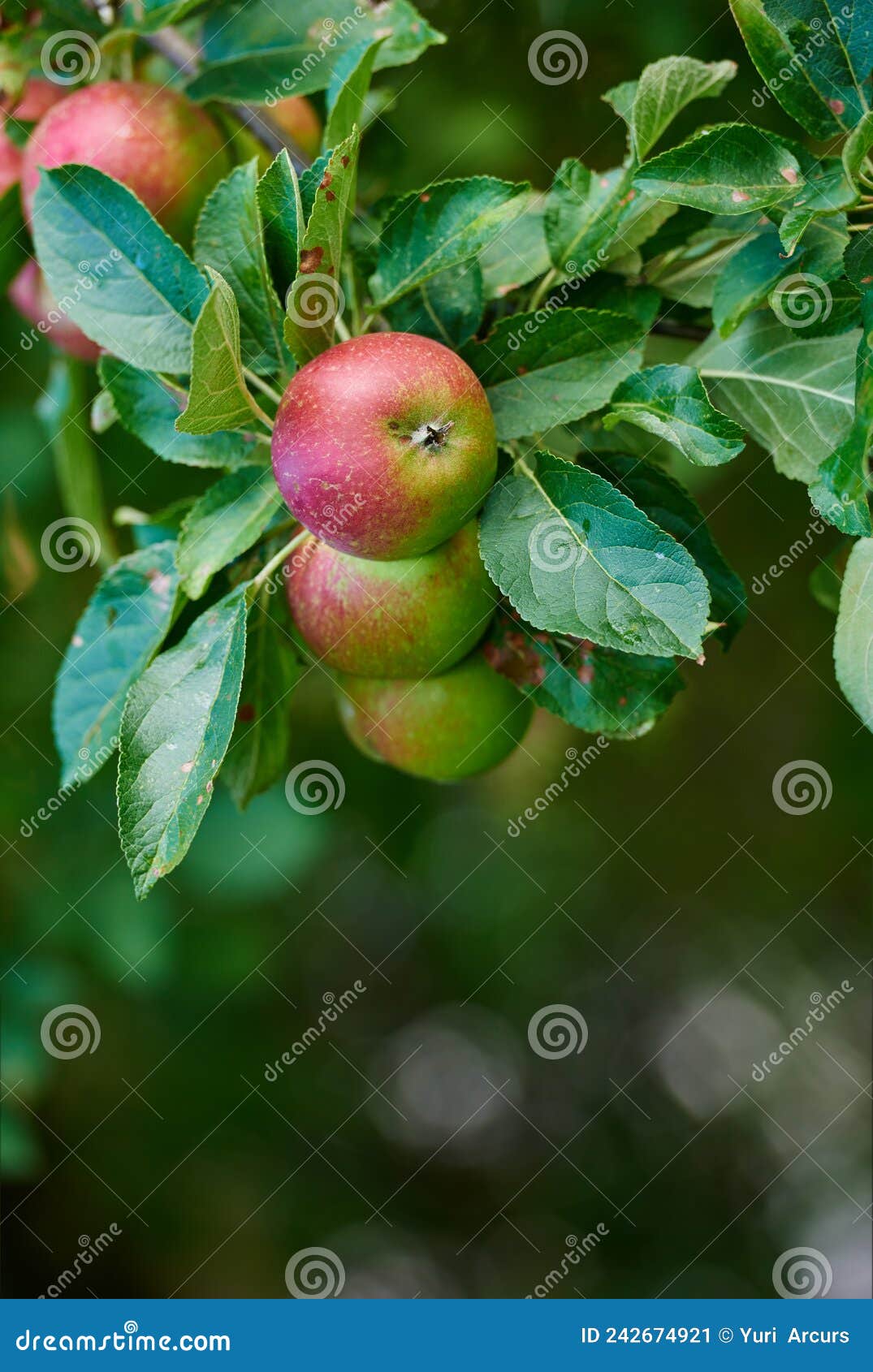 Fresh Apples. Fresh Apples an Apple a Day Keeps the Doctor Away. Stock Image Image of autumn