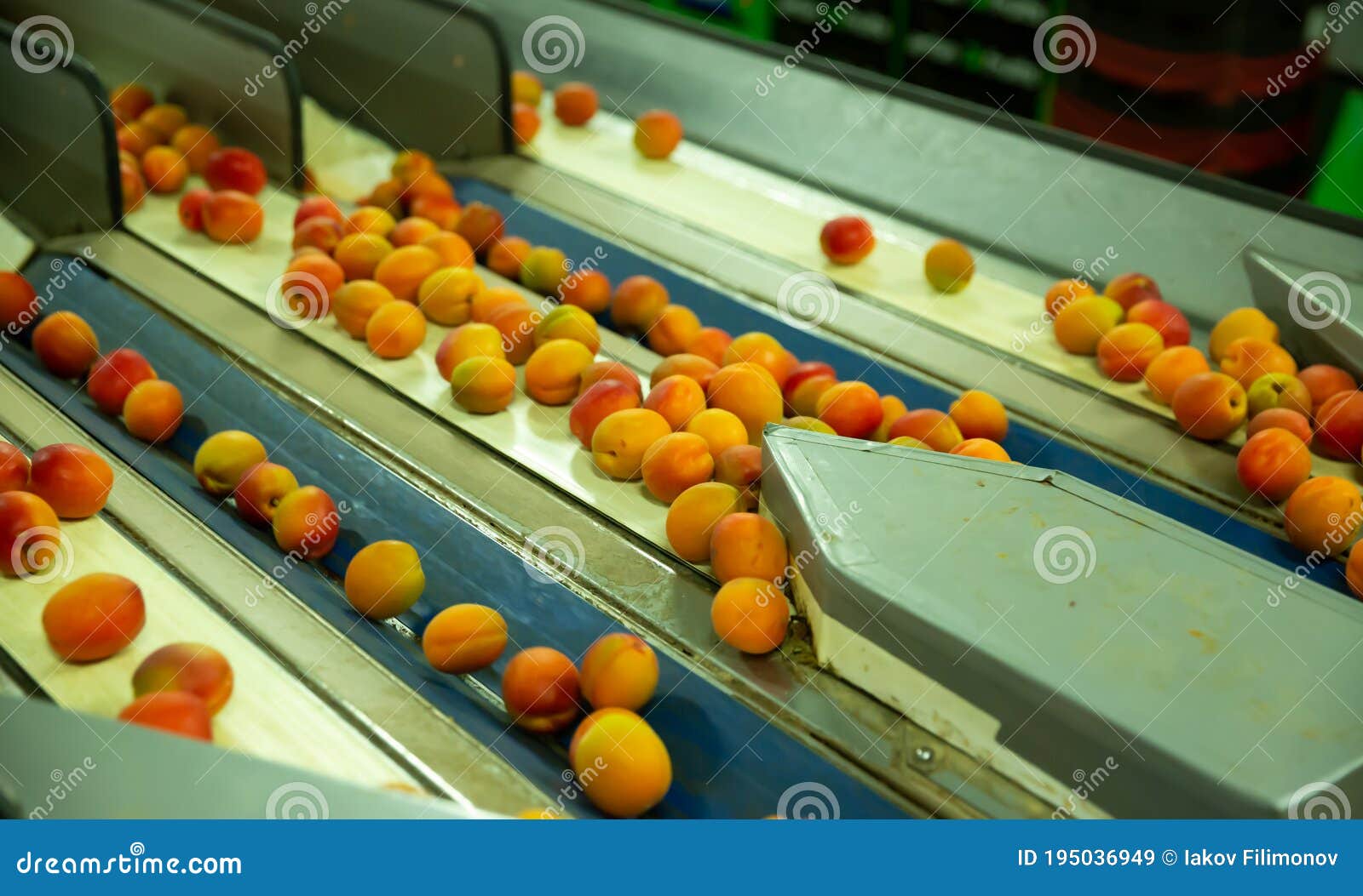 Apricots on Conveyor Line of Sorting Stock Image Image of