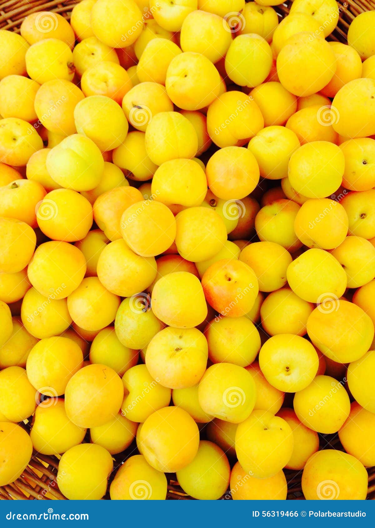 Fresh Apricots fruit stock photo. Image of garden, plant 56319466