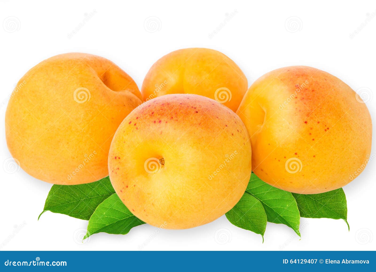 Fresh Apricots Isolated on White Background Stock Image Image of