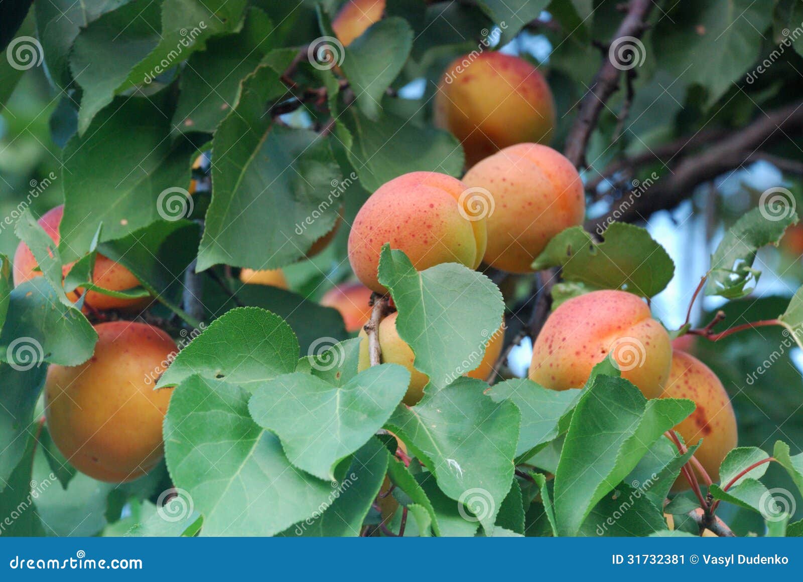 Fresh apricots stock image. Image of ripe, green, health 31732381