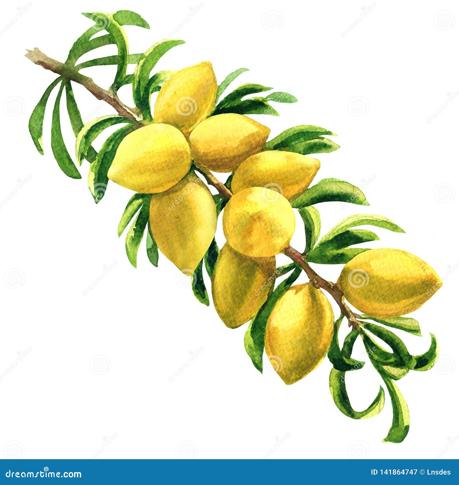 fresh argan tree, argania spinosa, branch with fruits, nuts on a branch, , hand drawn watercolor  on