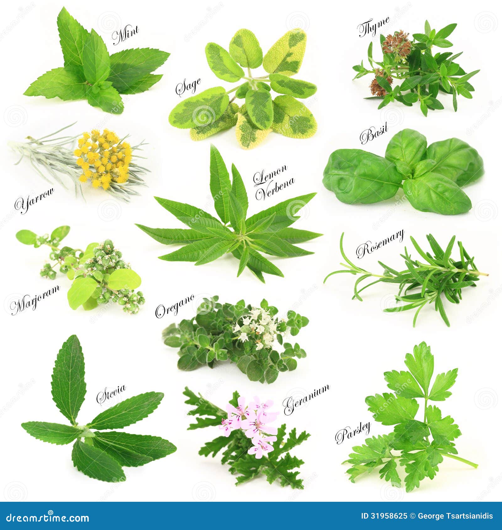 Aromatic Herbs And S