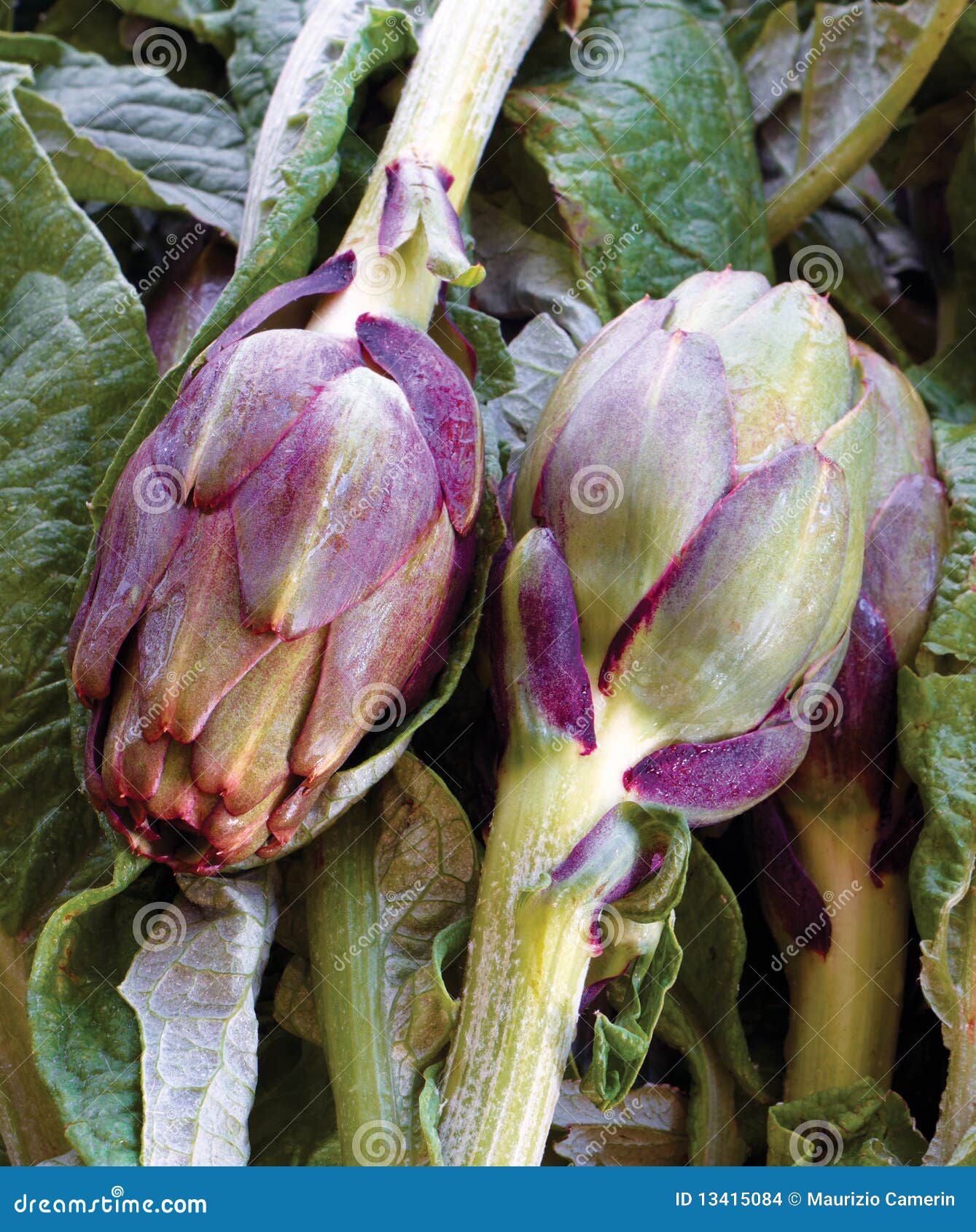 Fresh artichoke stock photo. Image of lifestyle, delicacy 13415084