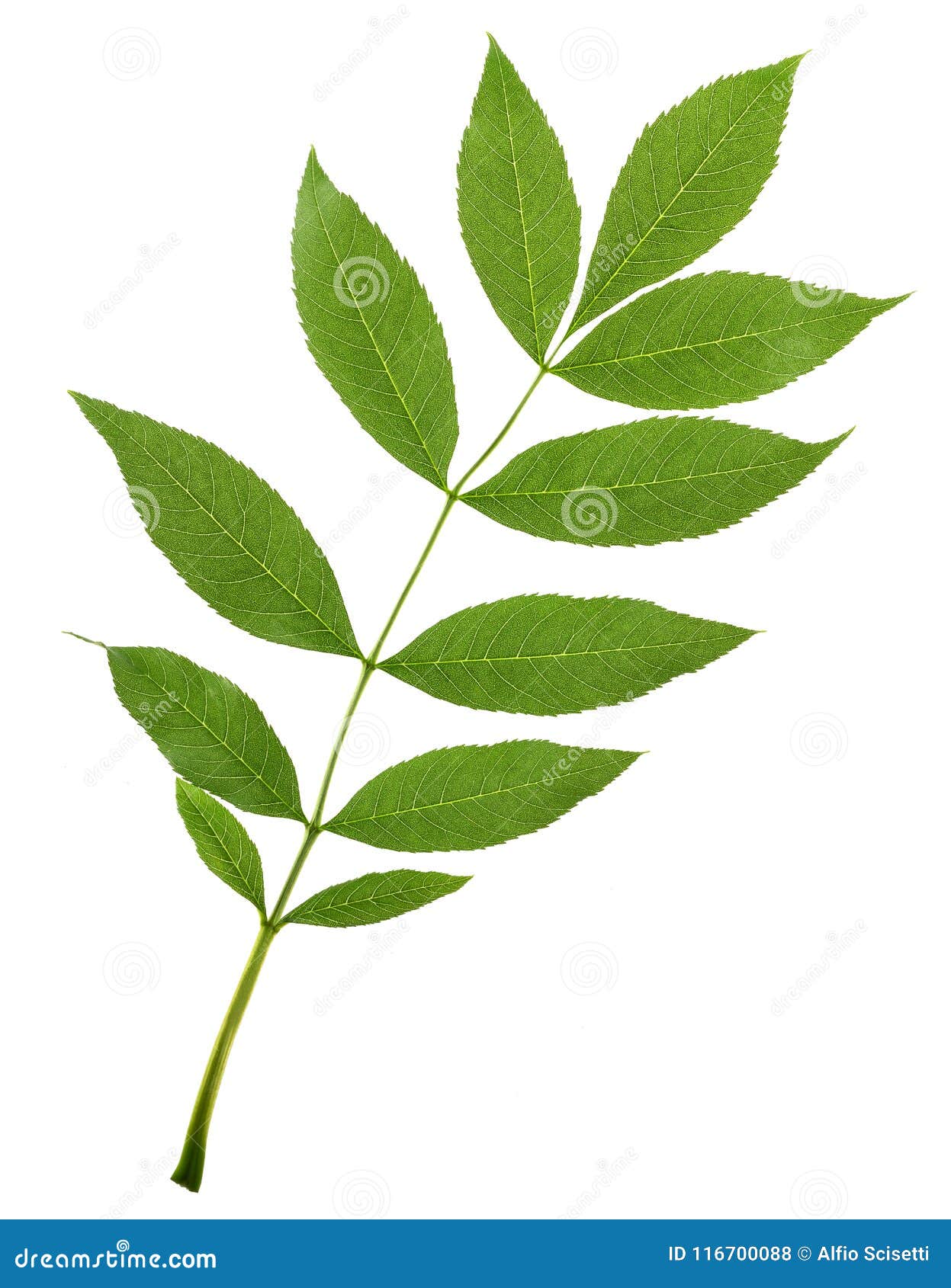 green ash branch