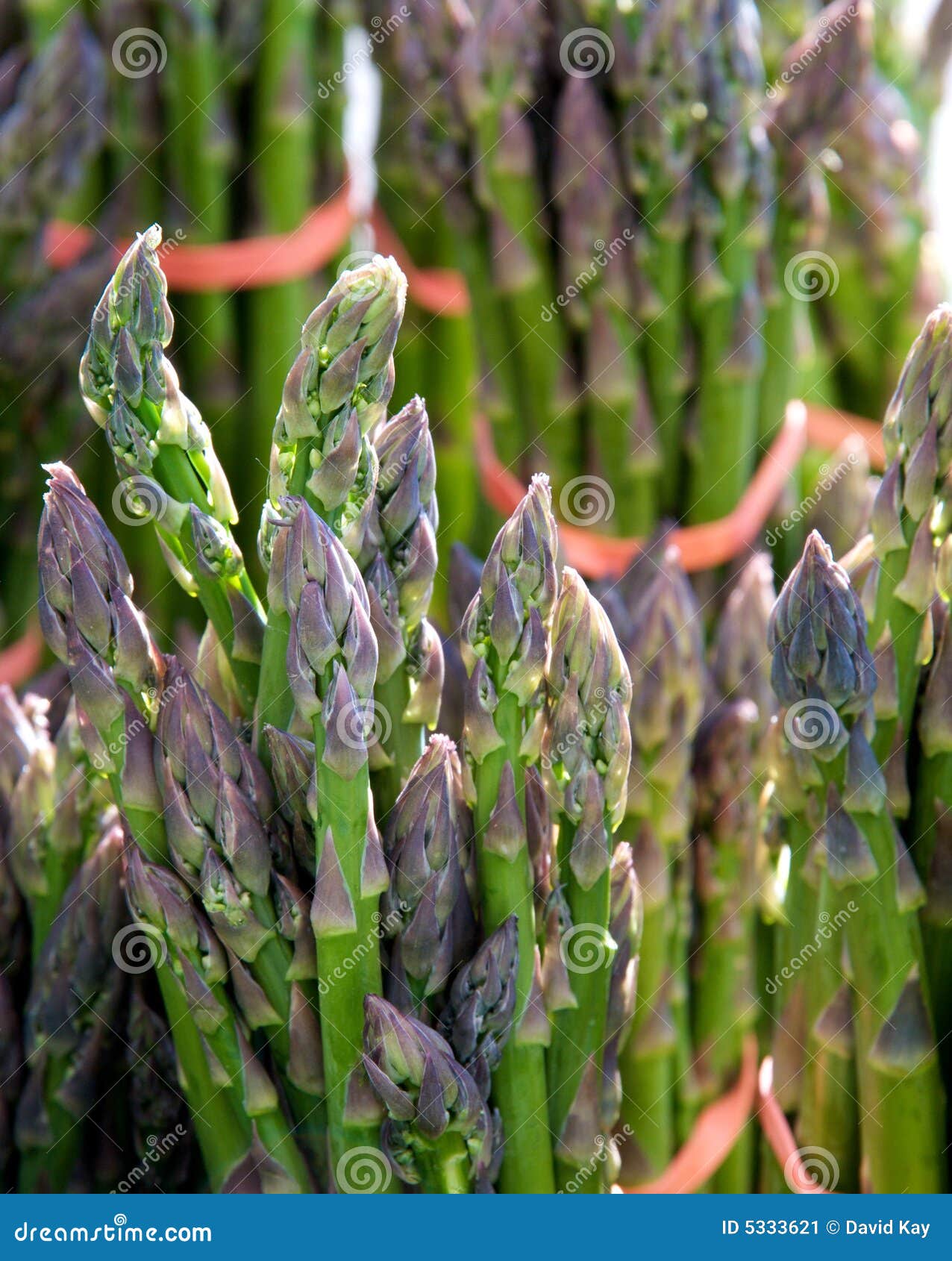 Fresh Asparagus stock image. Image of asparagus, vegetables 5333621