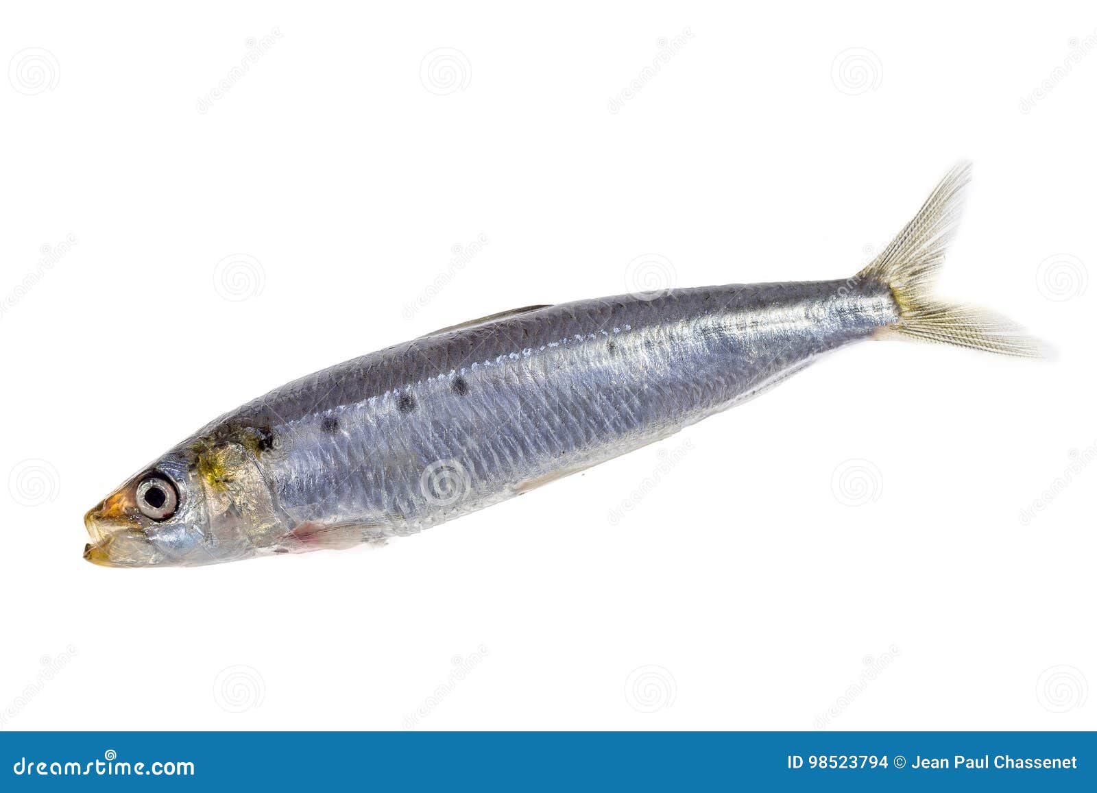Fresh Atlantic Mackerel Isolated on White Stock Photo Image of