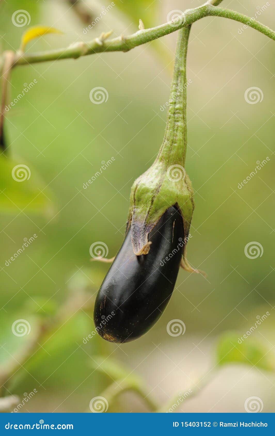 fresh aubergine on vegetable garden